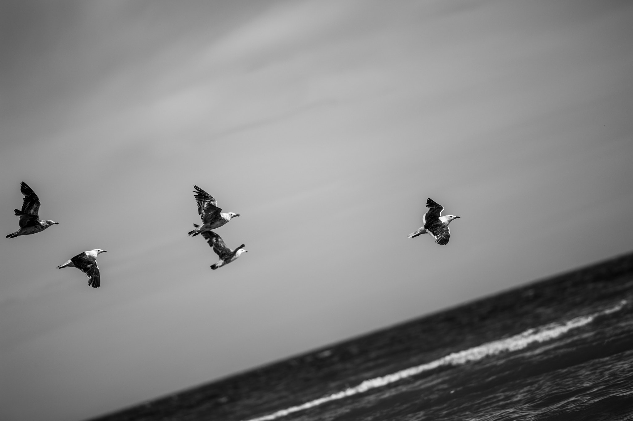 Nikon D700 + AF Nikkor 300mm f/4 IF-ED sample photo. Gaviotas photography
