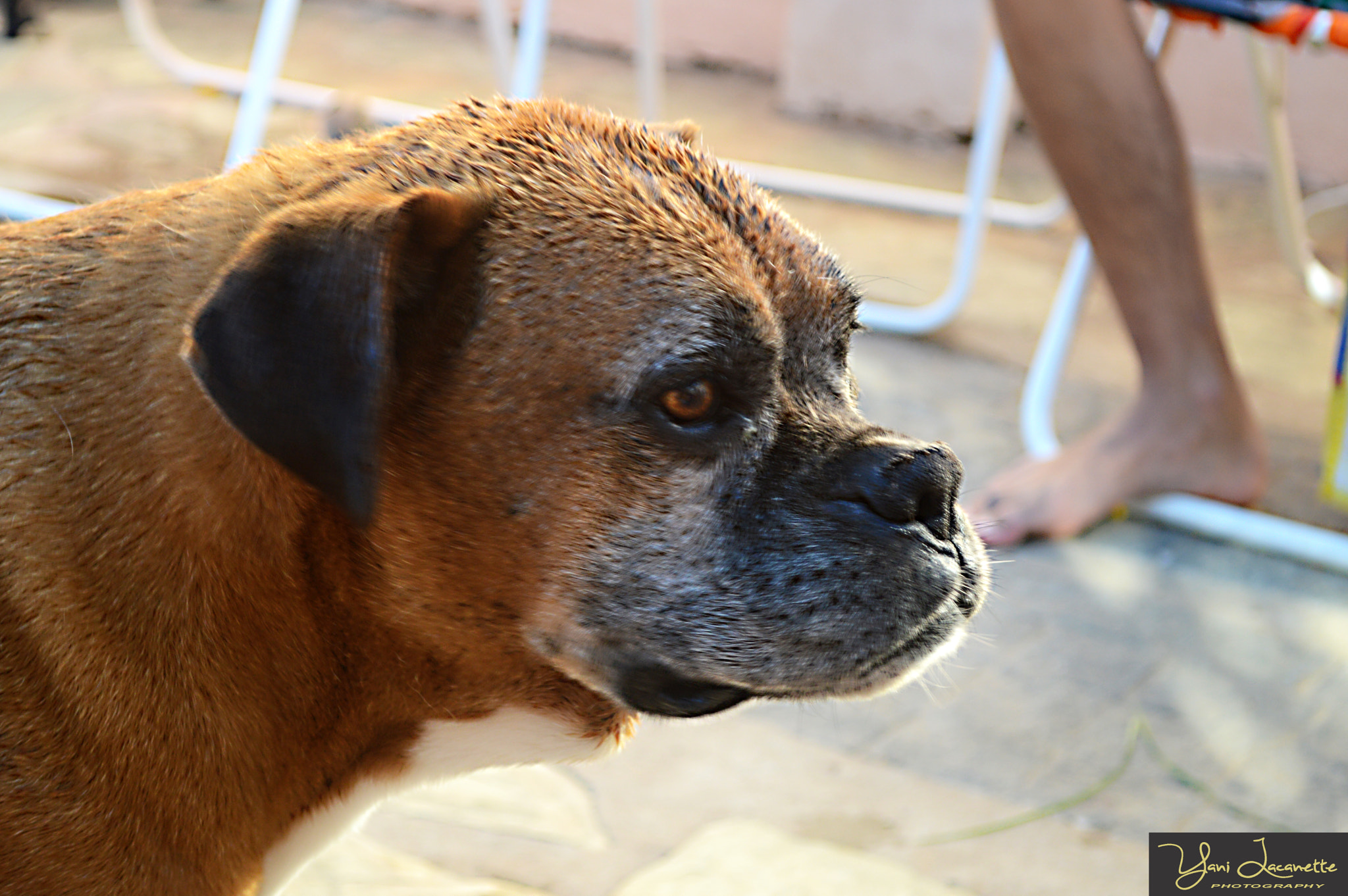 Nikon D3200 + AF Zoom-Nikkor 35-105mm f/3.5-4.5 sample photo. Boxer "junior" photography