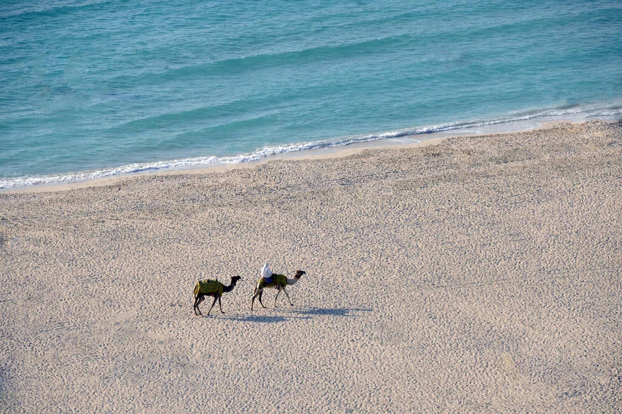 Sigma 18-200mm F3.5-6.3 DC OS HSM sample photo. Camels photography