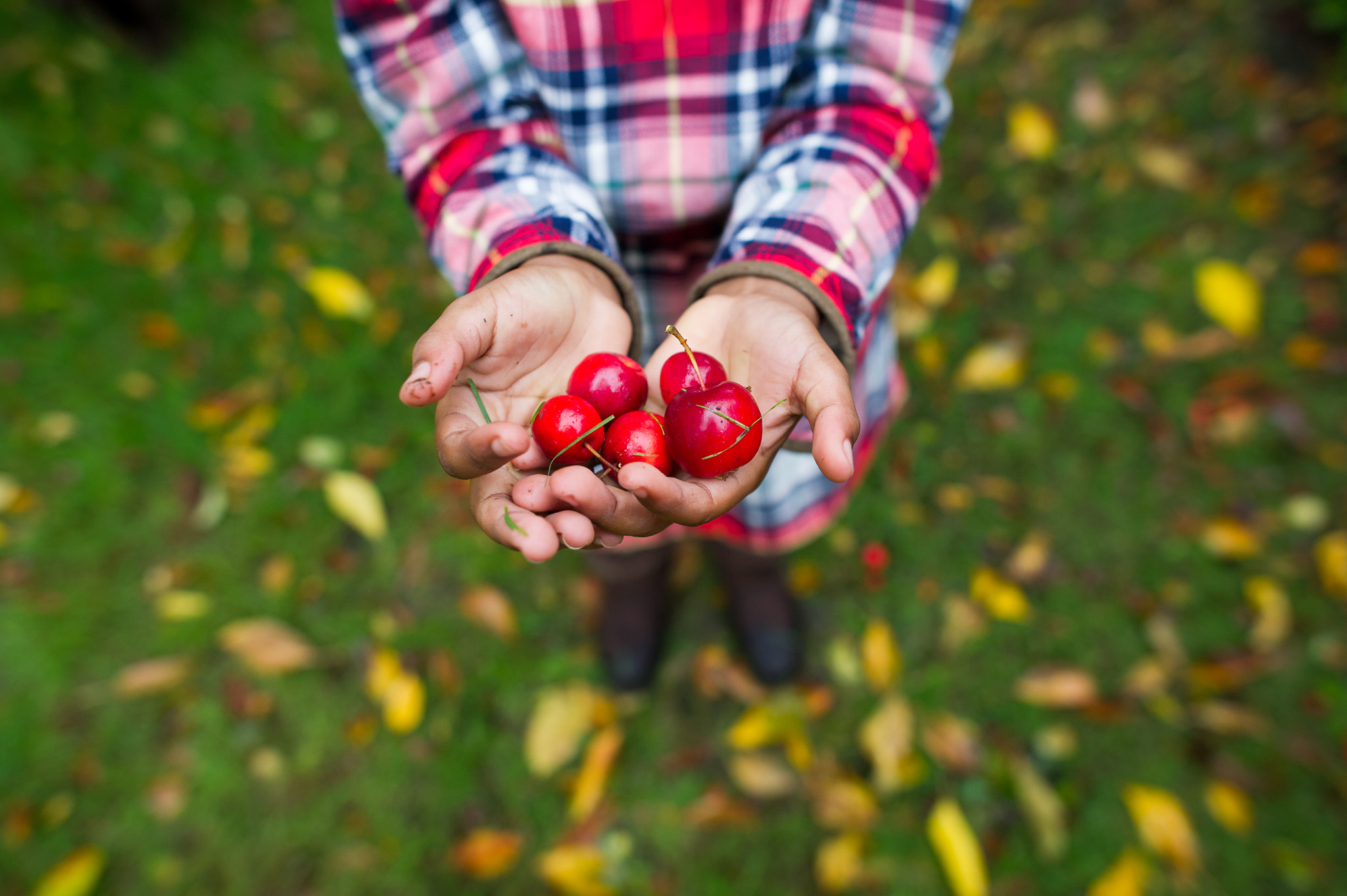 Nikon D3S + Nikon AF-S Nikkor 24mm F1.4G ED sample photo. Colorful crab apples. photography