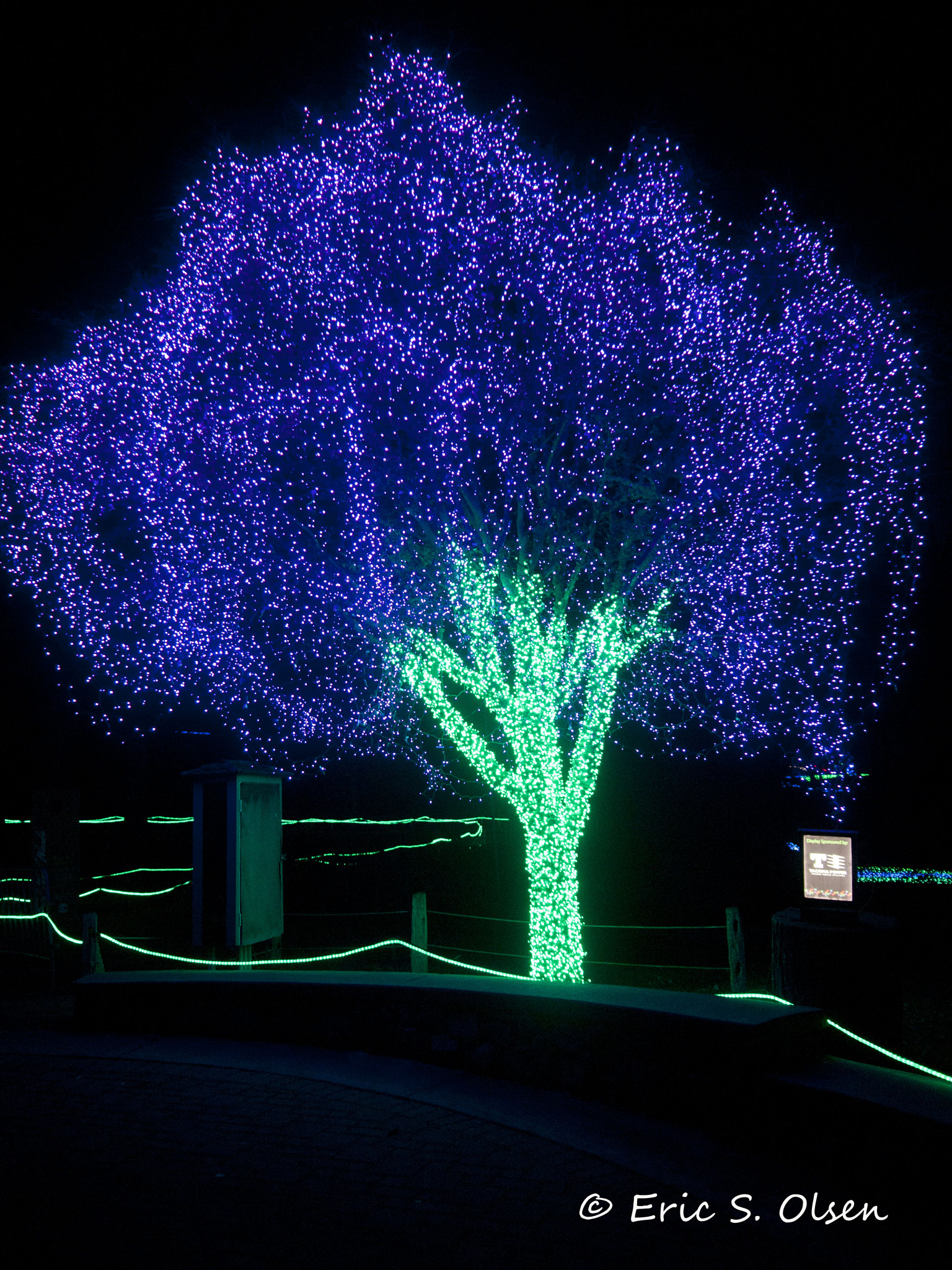 Olympus PEN E-P1 sample photo. Tree lit up for christmas photography