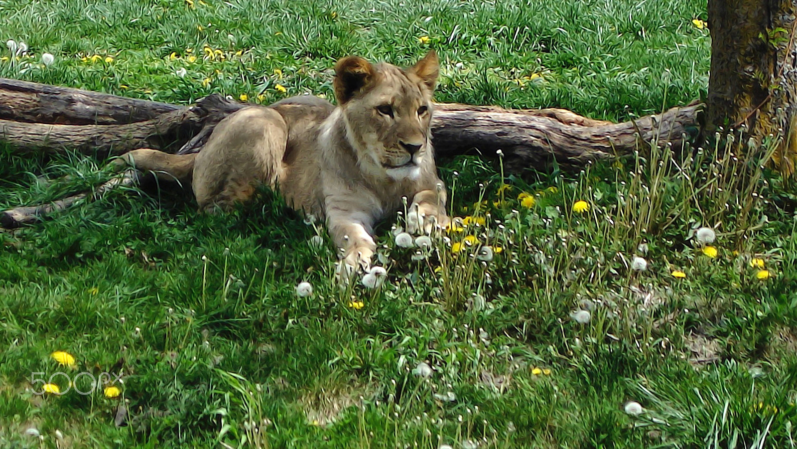 Sony DSC-P150 sample photo. Dandy lion photography