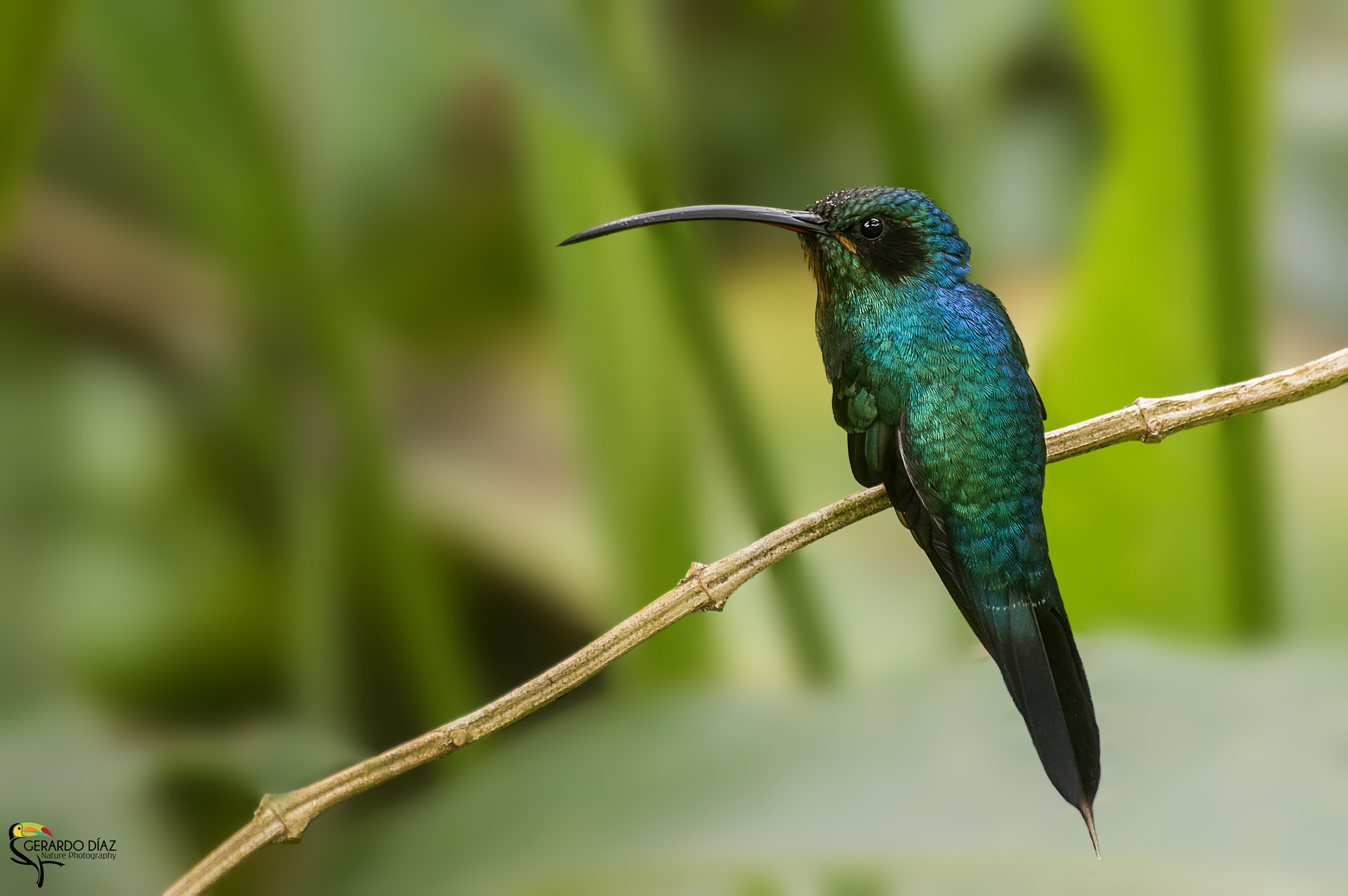 Pentax K-3 II + Sigma sample photo. Green hermit (phaethornis guy) - male photography