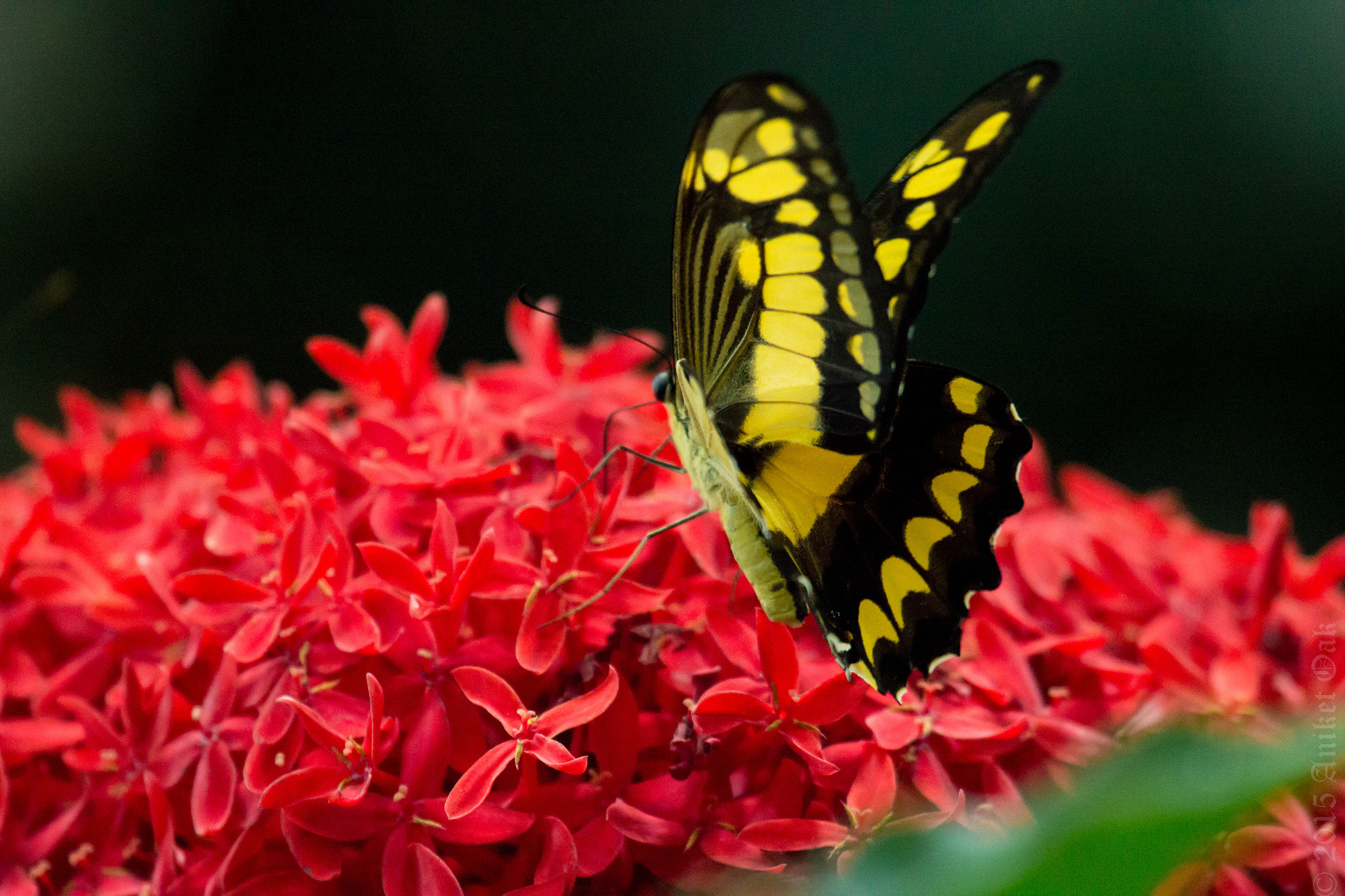 Canon EF 100-400mm F4.5-5.6L IS USM sample photo. The king swallowtail photography