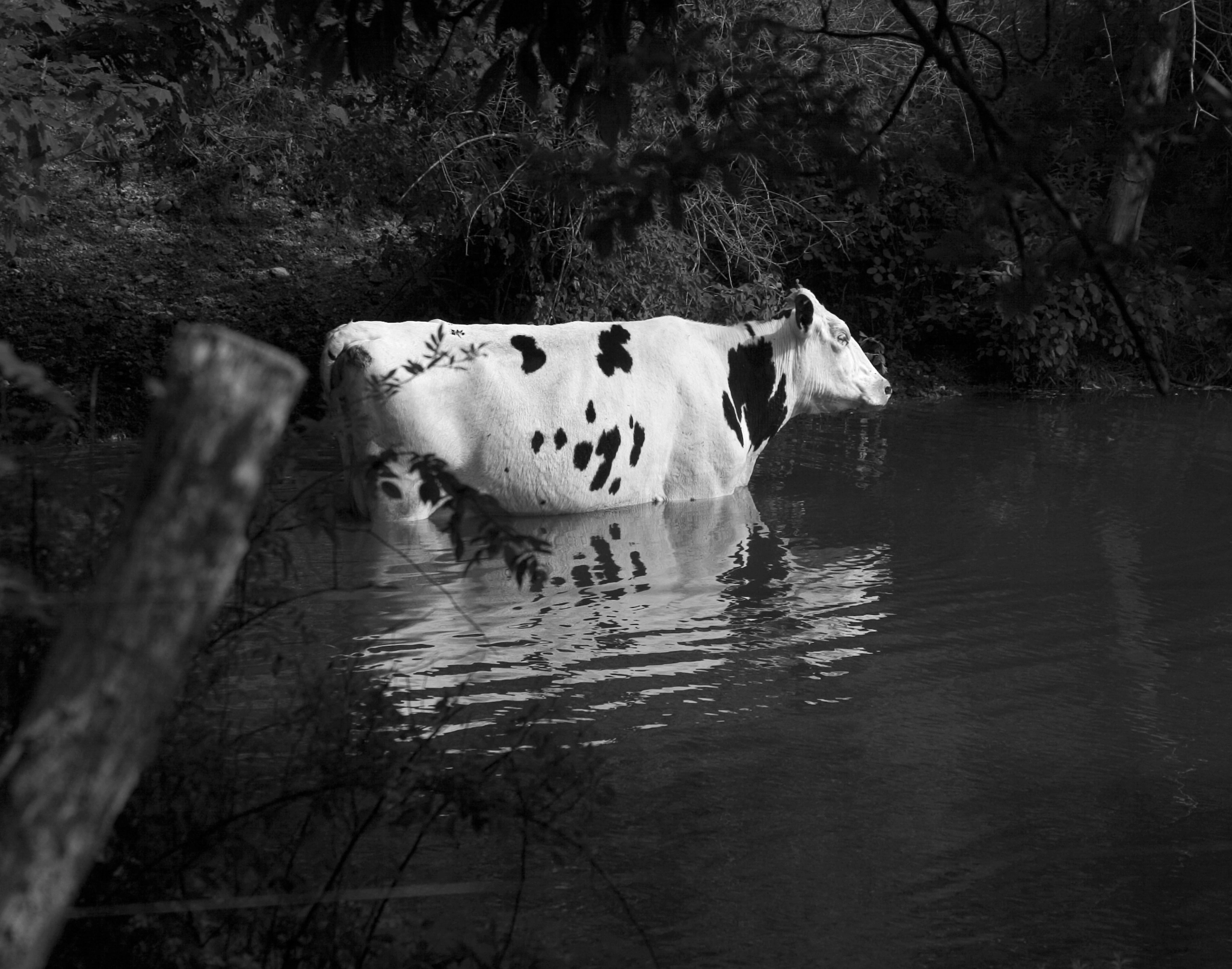 Canon EOS-1D sample photo. Bathing cow in black and white photography