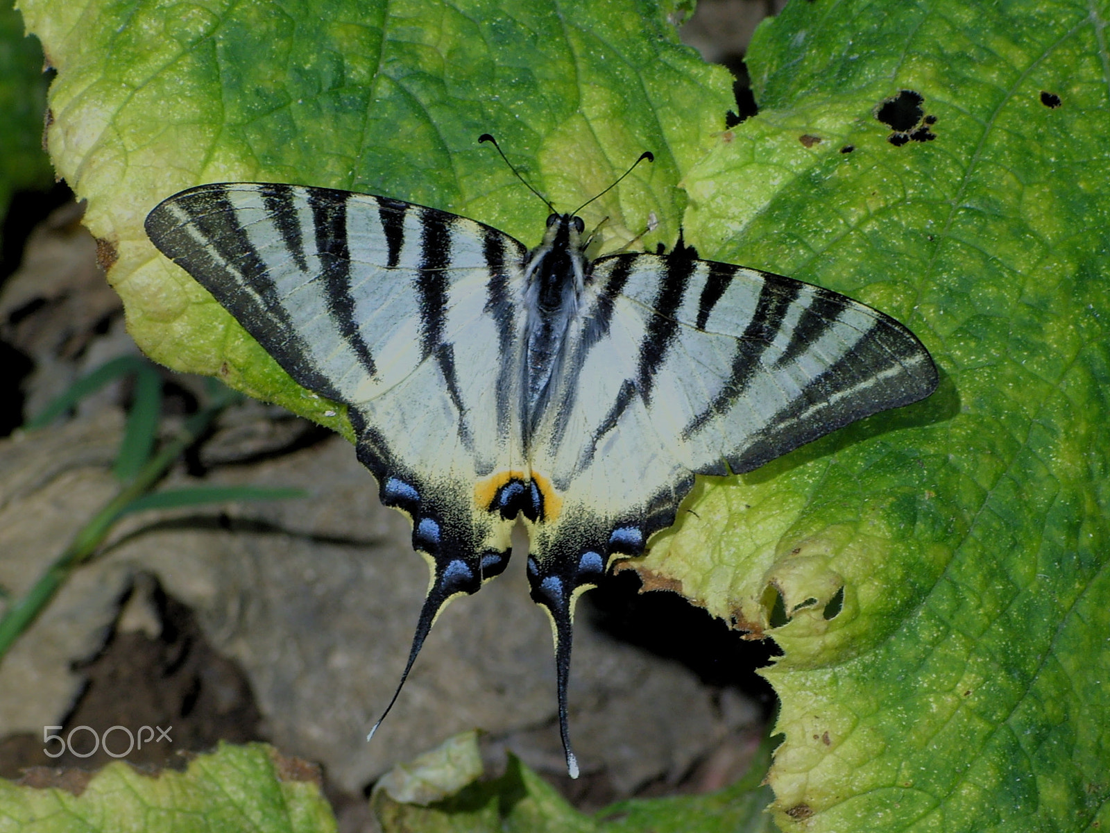 Samsung Digimax L85 sample photo. Butterfly in bulgaria photography