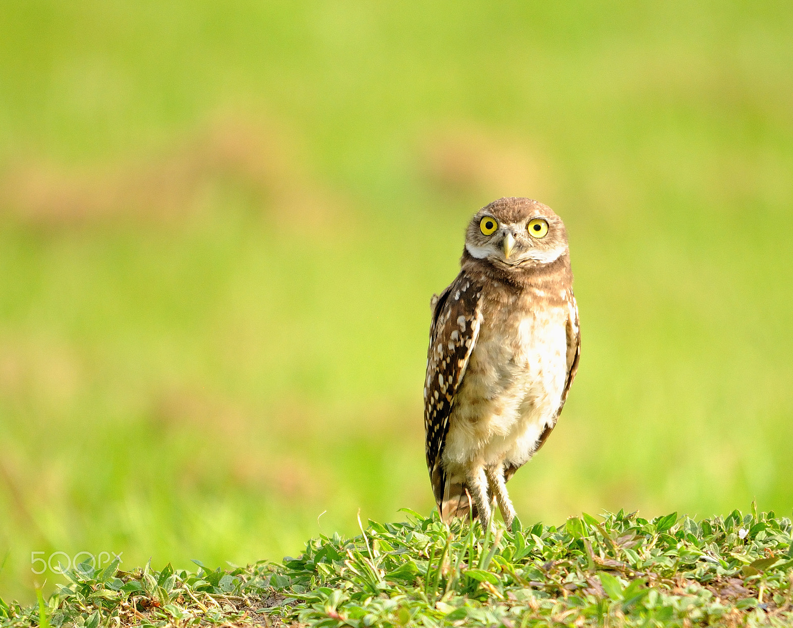 Sigma 150-500mm F5-6.3 DG OS HSM sample photo. Burrowing owl photography