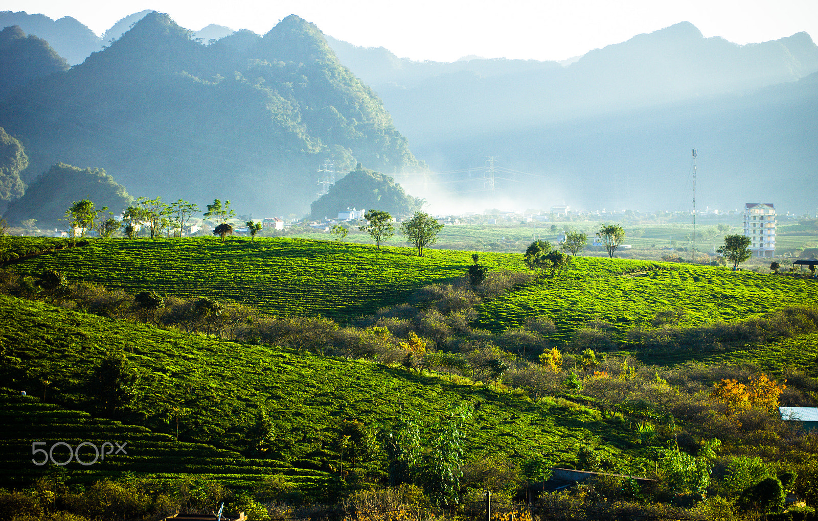 Nikon D2Xs + AF Zoom-Nikkor 70-210mm f/4 sample photo. Green tea in mochau highland, vietnam photography