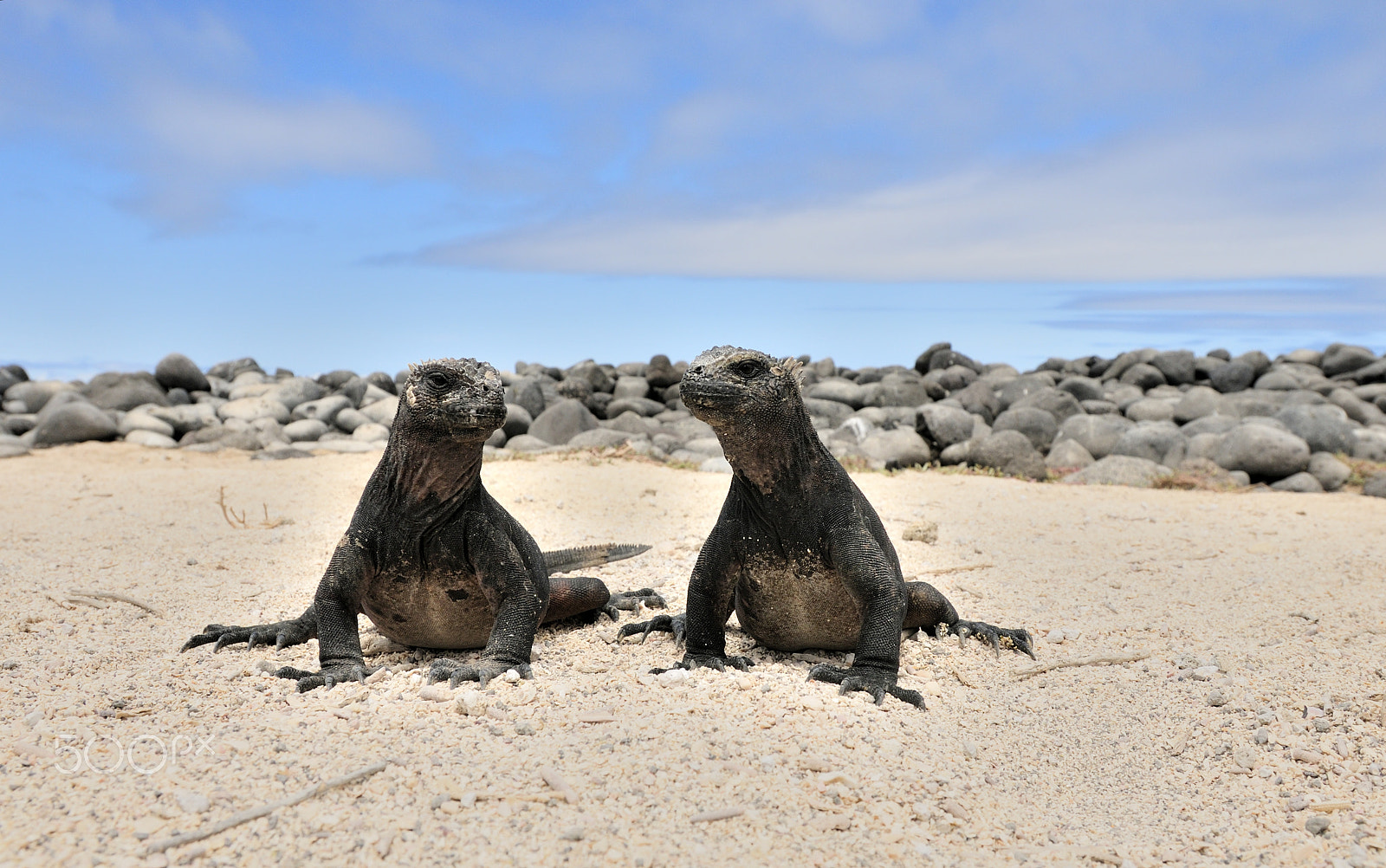 Nikon AF-S Nikkor 17-35mm F2.8D ED-IF sample photo. Two little marine iguanas look each other photography