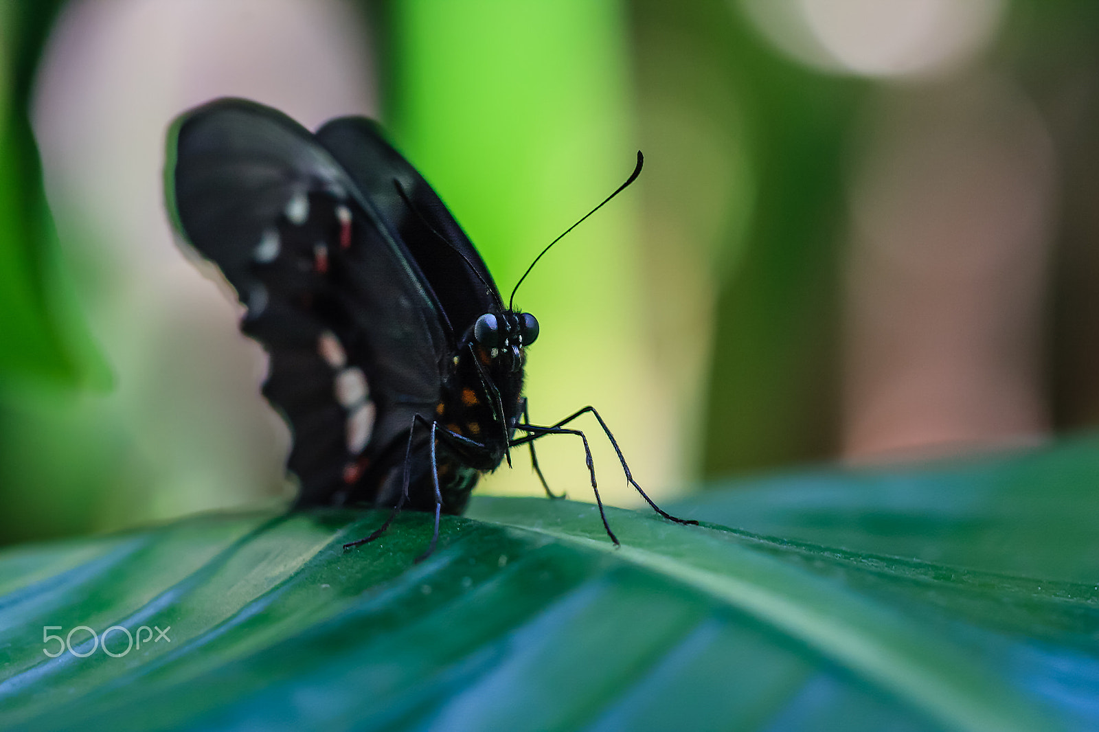 Canon EOS 40D + Sigma APO Macro 150mm f/2.8 EX DG HSM sample photo. Is it spring yet? photography