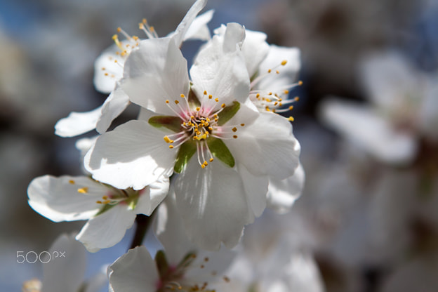 Canon EOS 500D (EOS Rebel T1i / EOS Kiss X3) sample photo. Almond blossoms photography