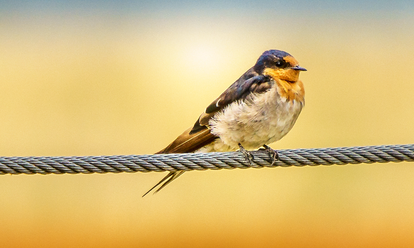 Sony a7 + Sigma 150-500mm F5-6.3 DG OS HSM sample photo. Welcome swallow photography