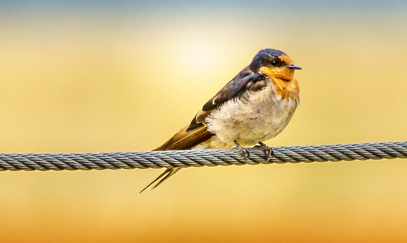 Sigma 150-500mm F5-6.3 DG OS HSM sample photo. Welcome swallow photography