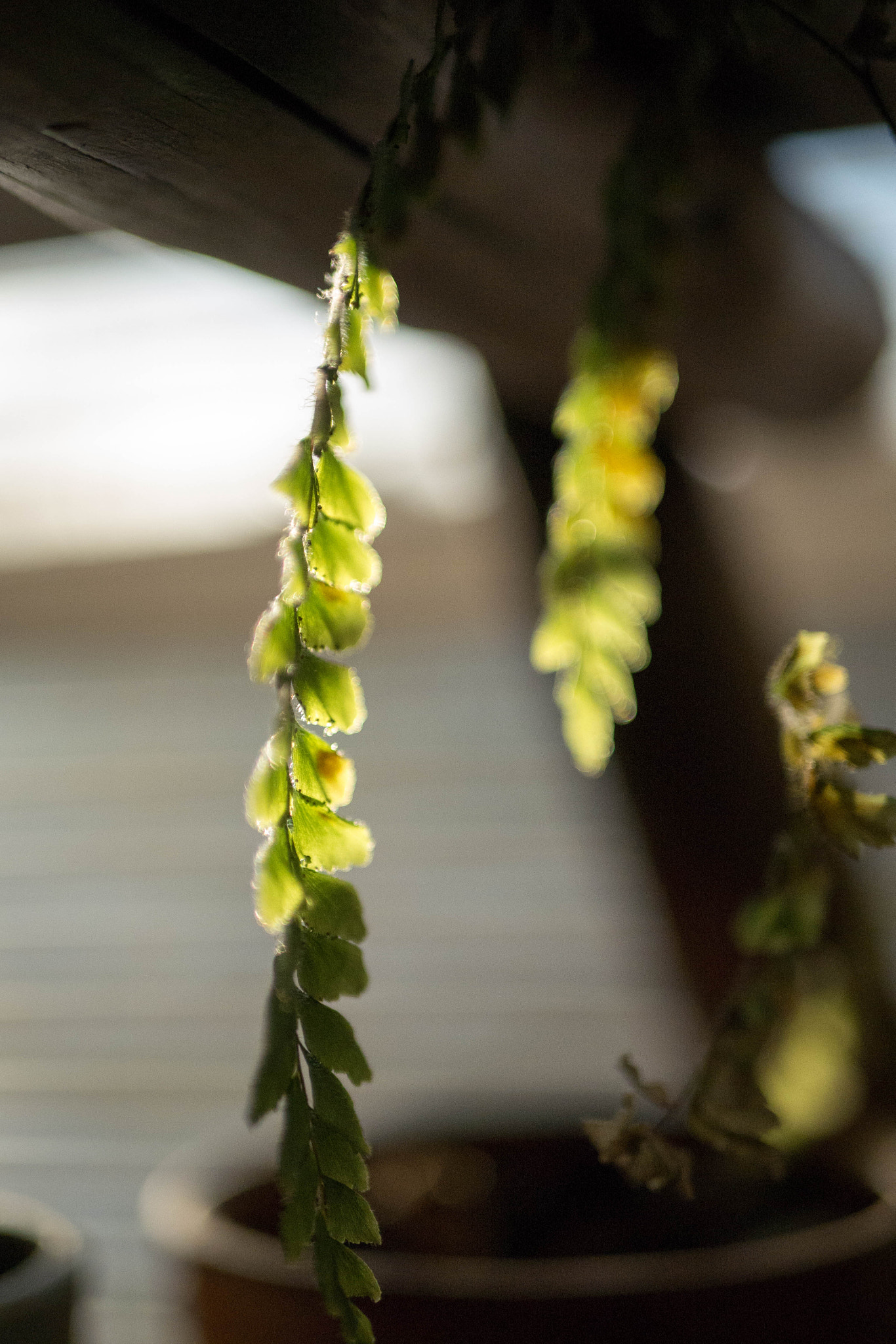 Panasonic Lumix DMC-G7 + LUMIX G 25/F1.7 sample photo. 1-2-2016.jpg photography