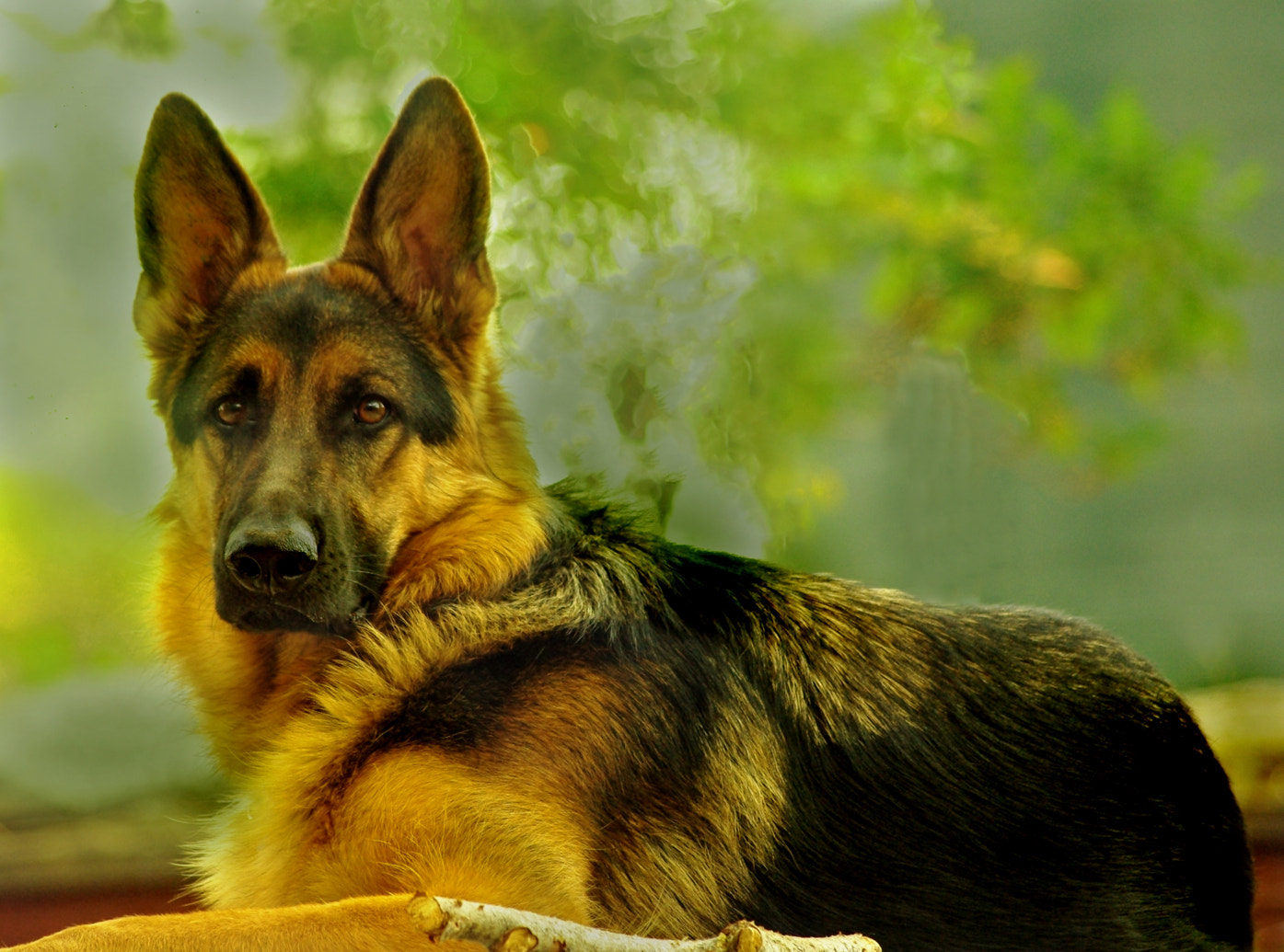 smc PENTAX-DA L 55-300mm F4-5.8 ED sample photo. On guard photography