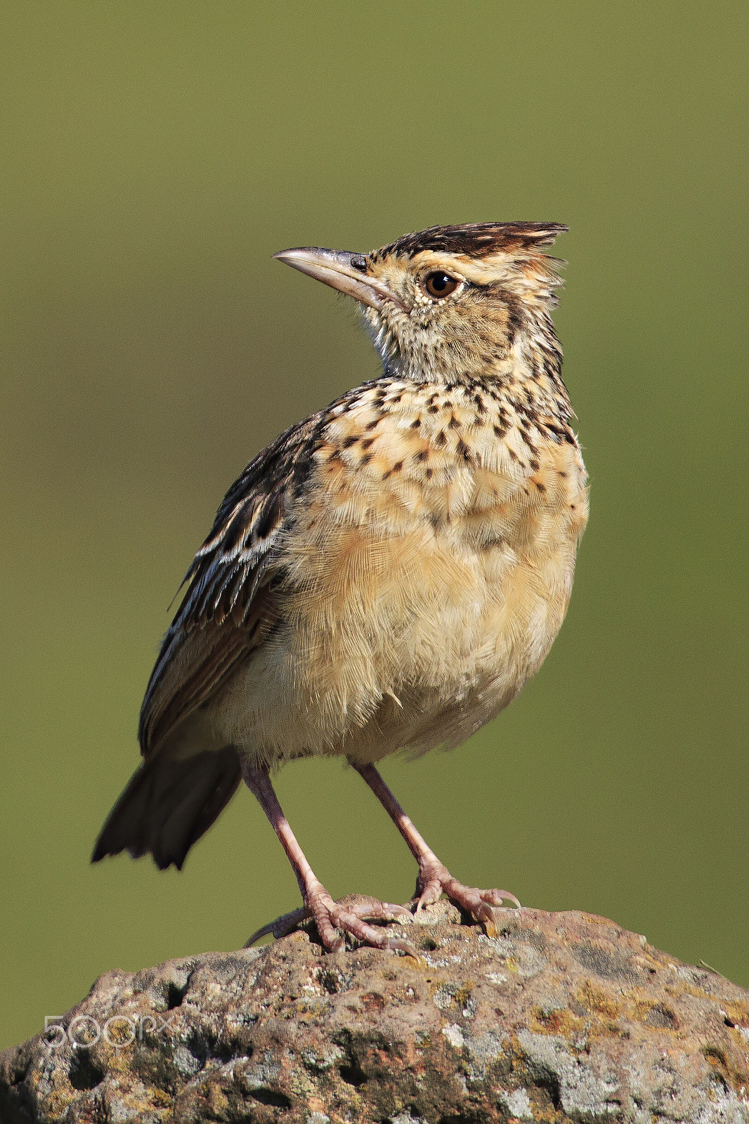 Canon EOS 5D Mark II + Canon EF 400mm F2.8L IS USM sample photo. Pipit pose photography