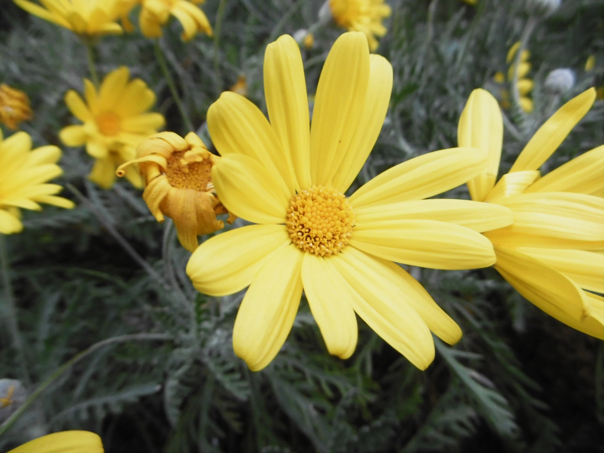 Panasonic DMC-SZ8 sample photo. Winter flowers photography