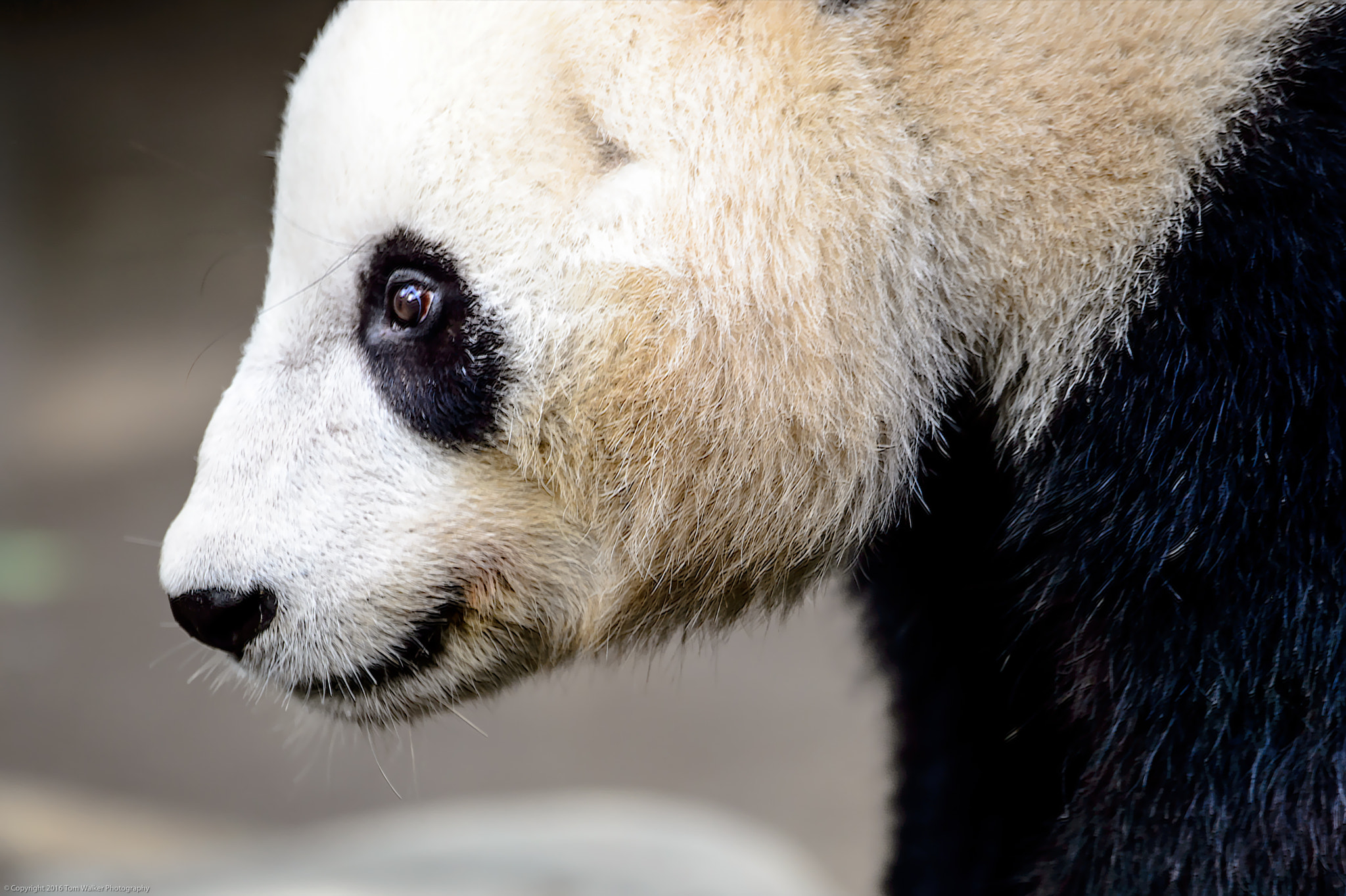 Nikon Df sample photo. Panda stare photography