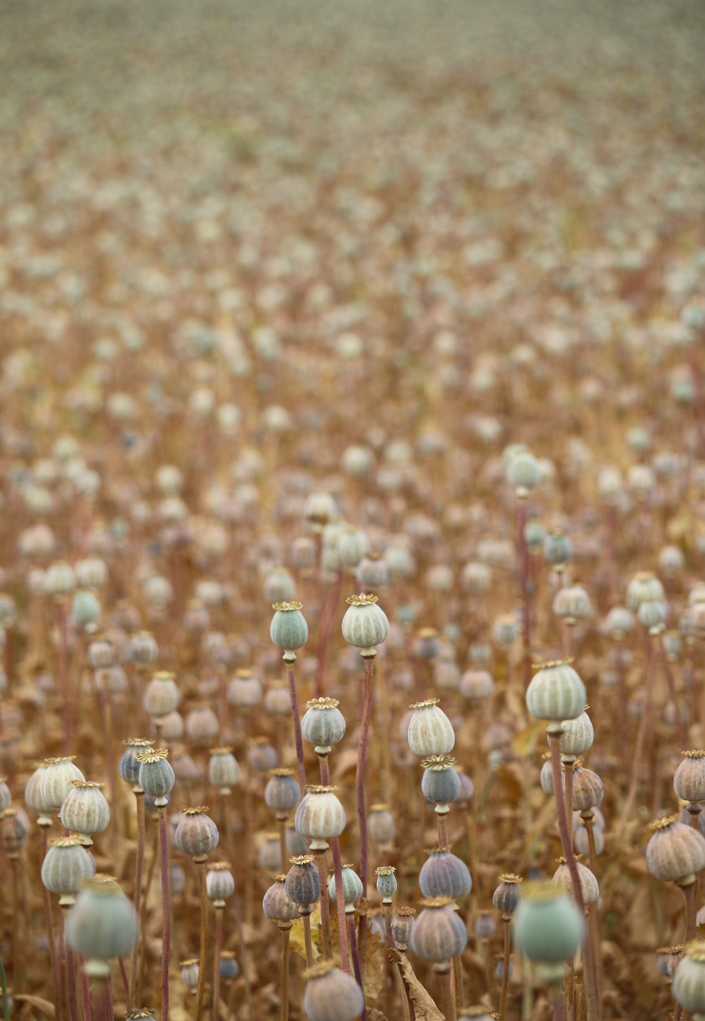 Canon EF-S 55-250mm F4-5.6 IS STM sample photo. Poppy field photography