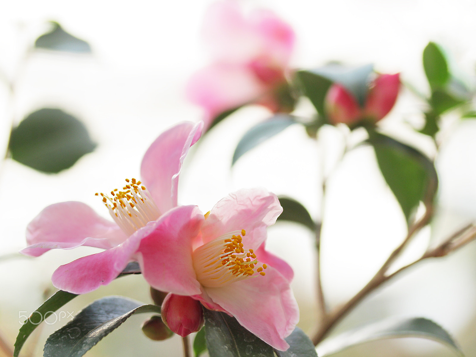 Canon EF-S 60mm F2.8 Macro USM sample photo. Camellia photography