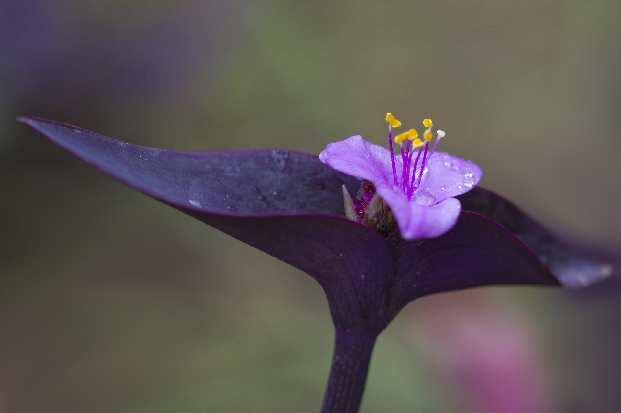 Sigma 105mm F2.8 EX DG OS HSM sample photo. Miráme photography