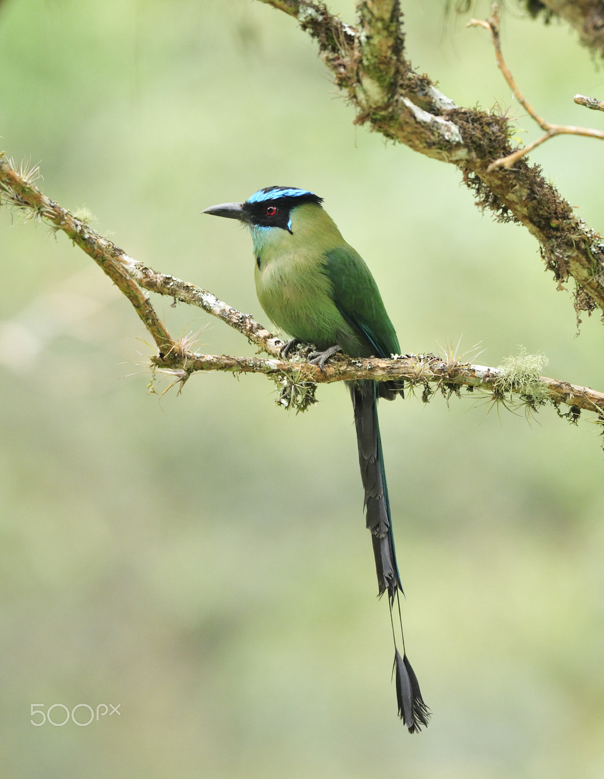 Nikon D300 + Nikon AF-S Nikkor 500mm F4G ED VR sample photo. Highland motmot photography