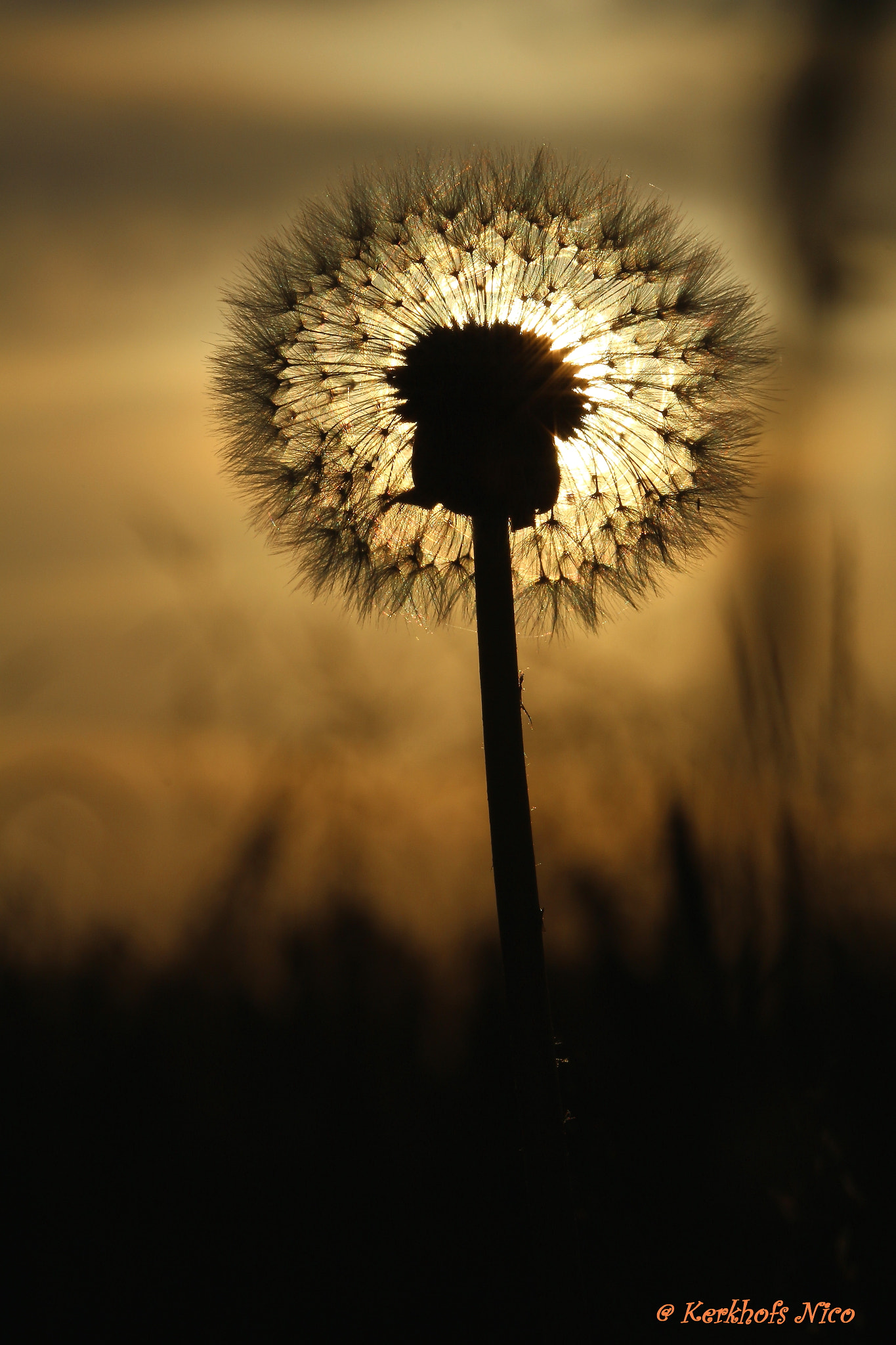 Canon EOS 700D (EOS Rebel T5i / EOS Kiss X7i) + Canon EF 100mm F2.8 Macro USM sample photo. Paardenbloem / dandelion photography