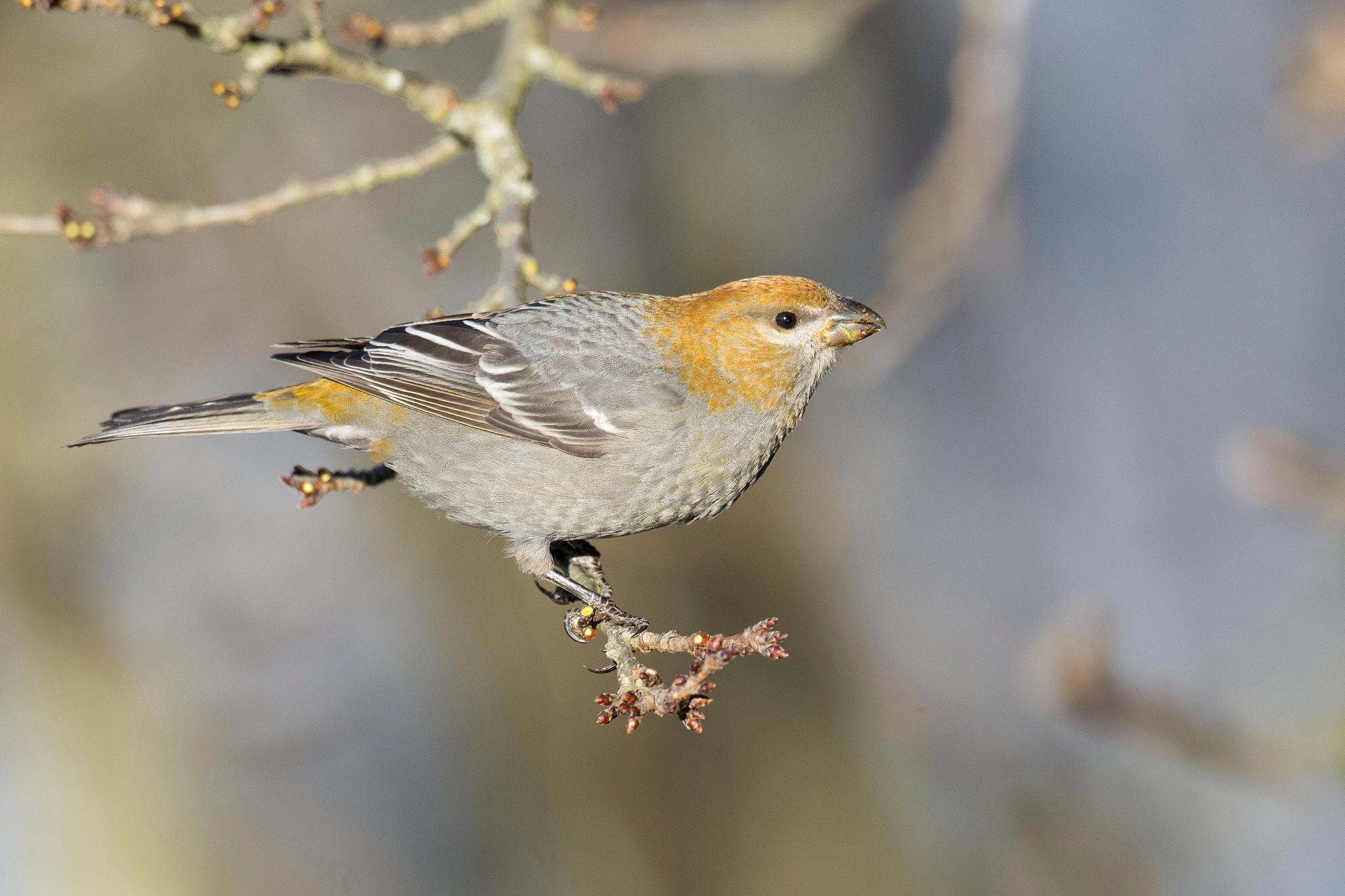 Nikon D7200 + Nikon AF-S Nikkor 500mm F4G ED VR sample photo. Pine grosbeak photography