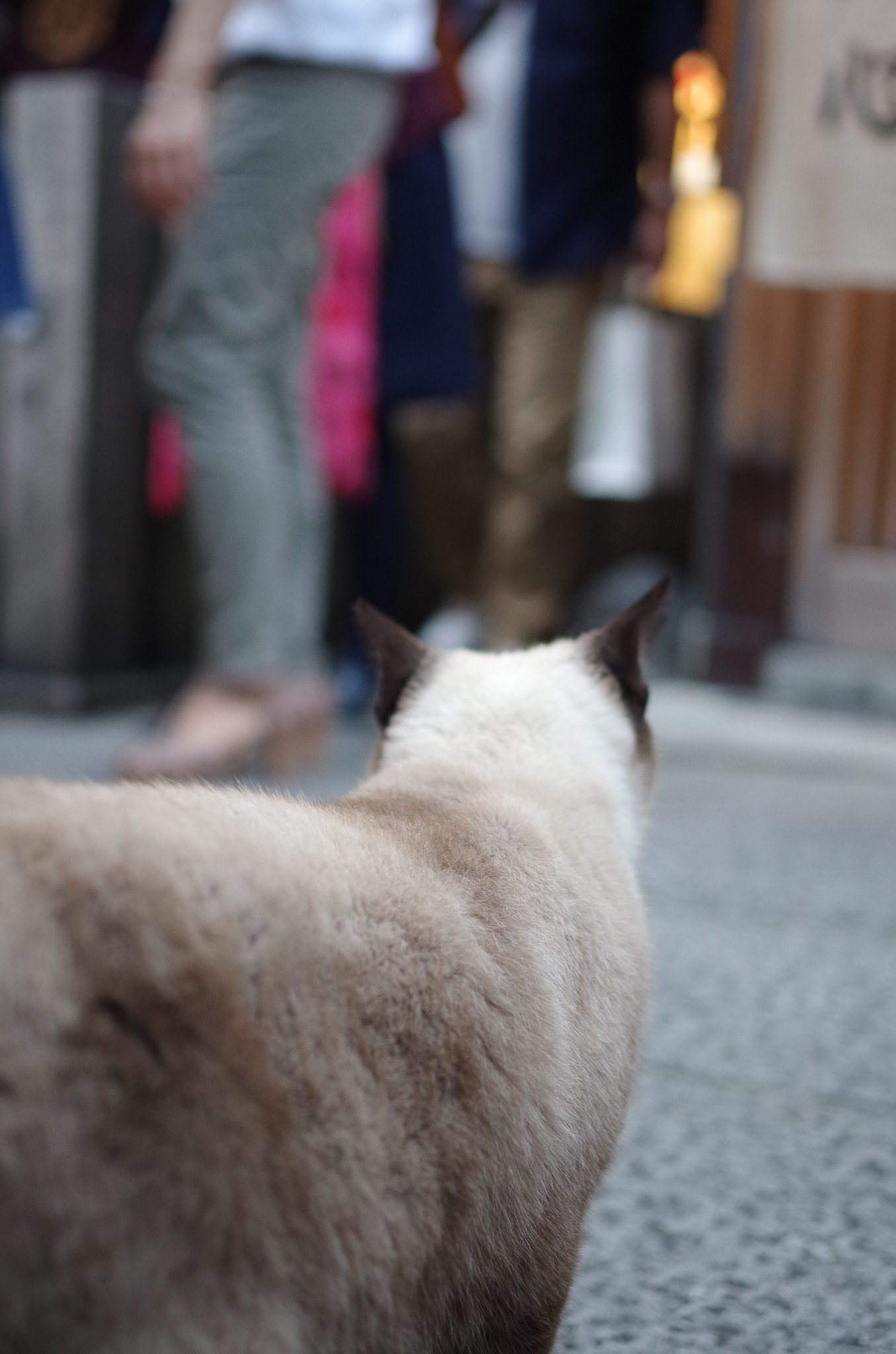 Pentax K-01 + Pentax smc DA 35mm F2.4 AL sample photo. Cat view photography