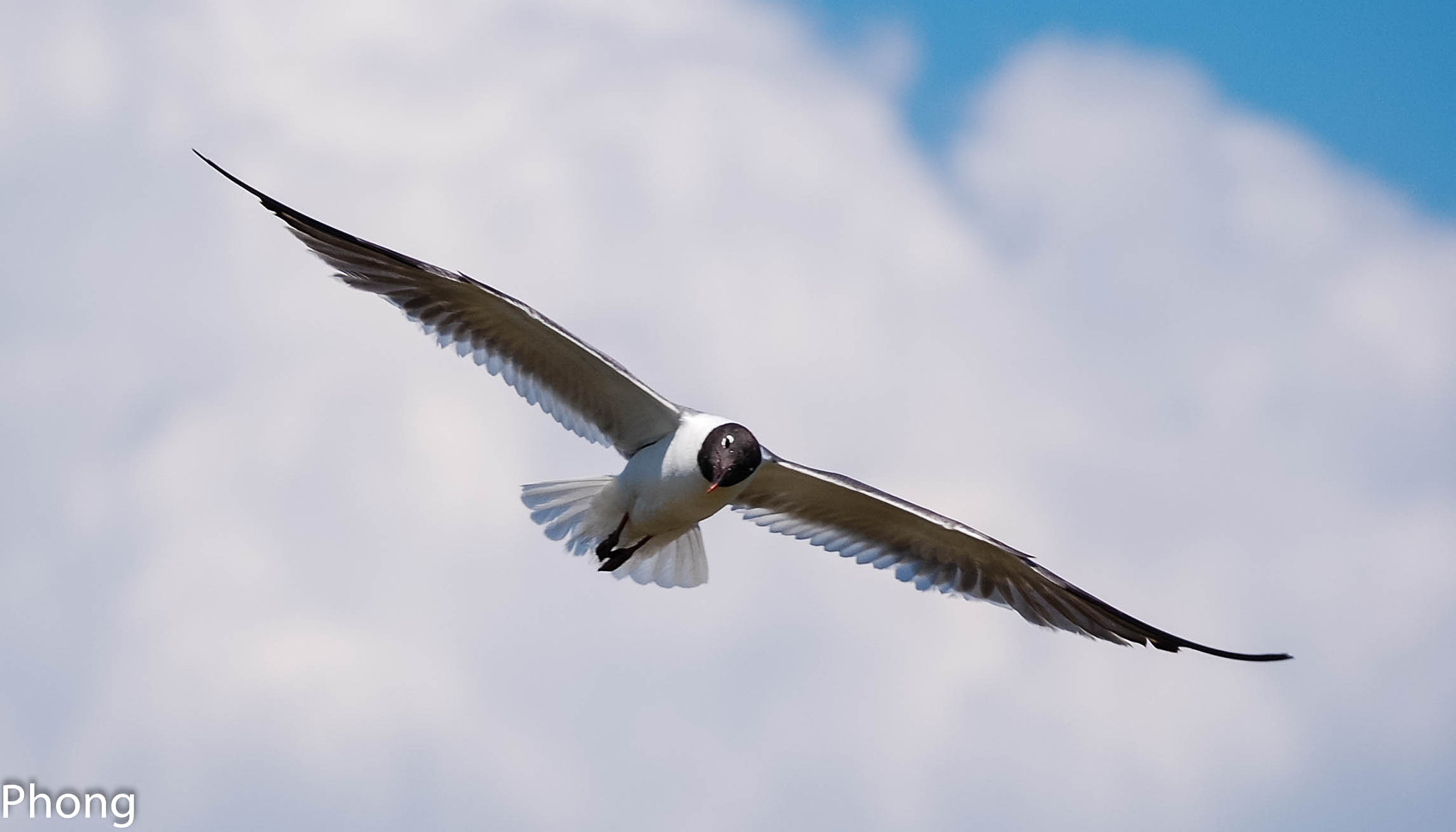 Nikon D40 sample photo. Wildlife photography