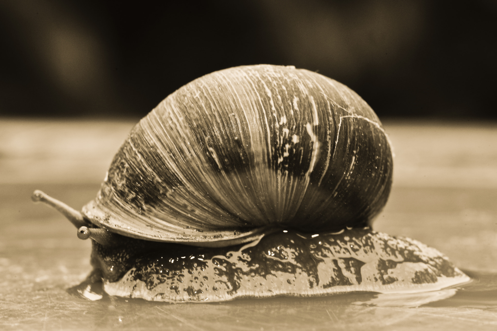 Sony a99 II + Tamron SP AF 90mm F2.8 Di Macro sample photo. Profiling thne snail photography