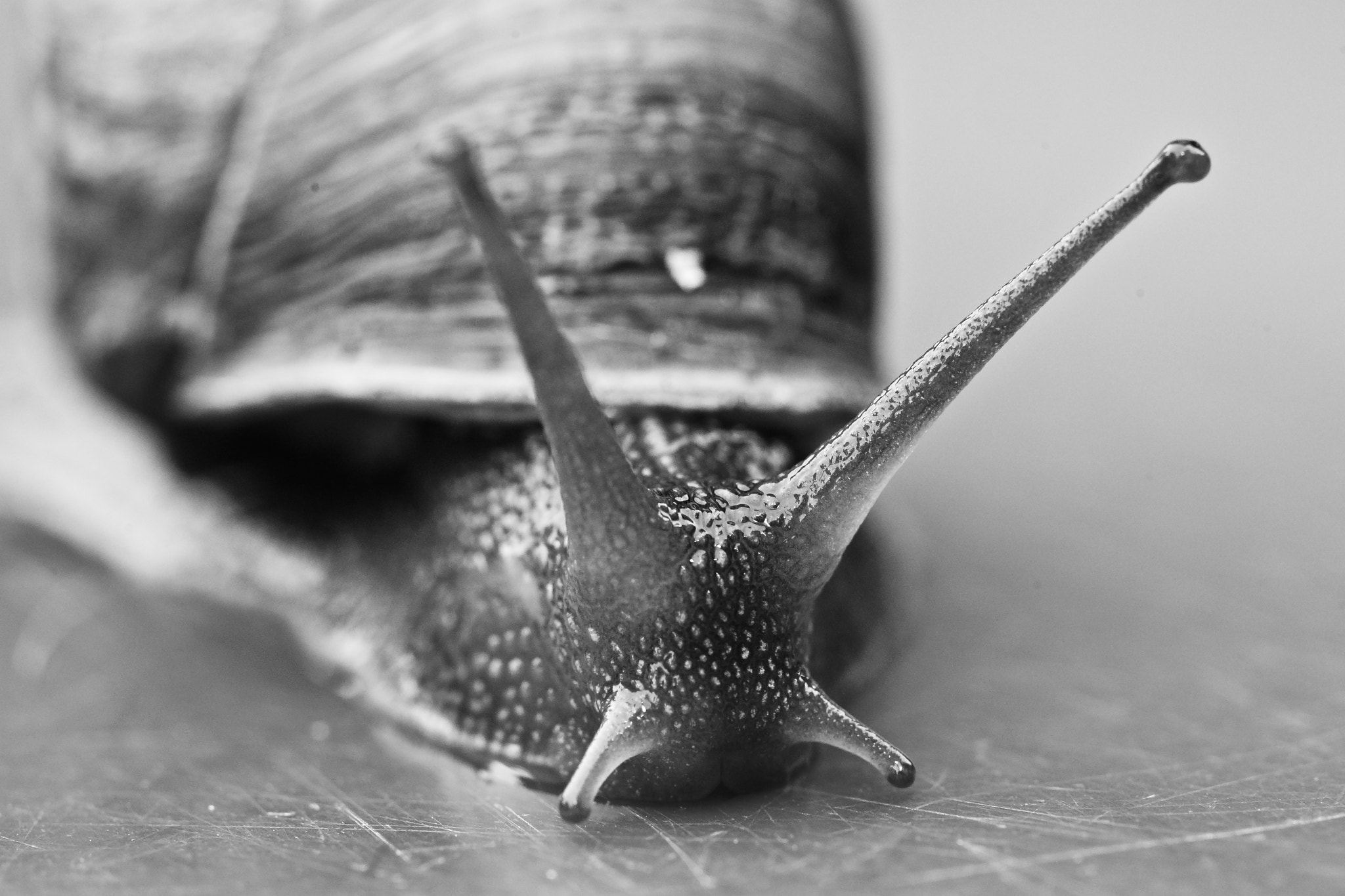 Sony a99 II + Tamron SP AF 90mm F2.8 Di Macro sample photo. Caracol / snail / escargot photography