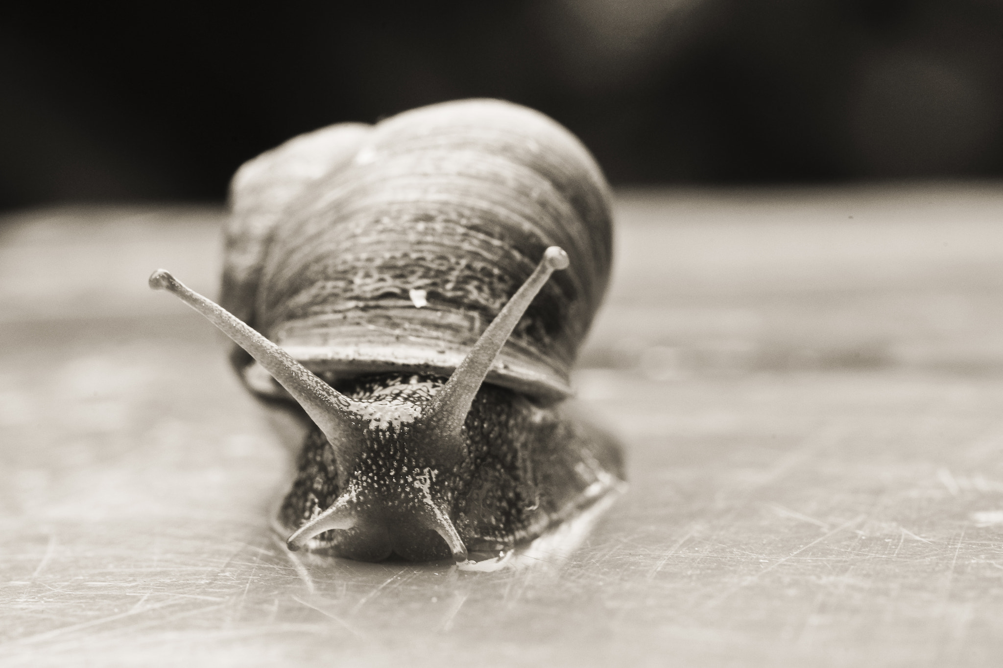 Sony a99 II + Tamron SP AF 90mm F2.8 Di Macro sample photo. Caracol / snail / escargot photography