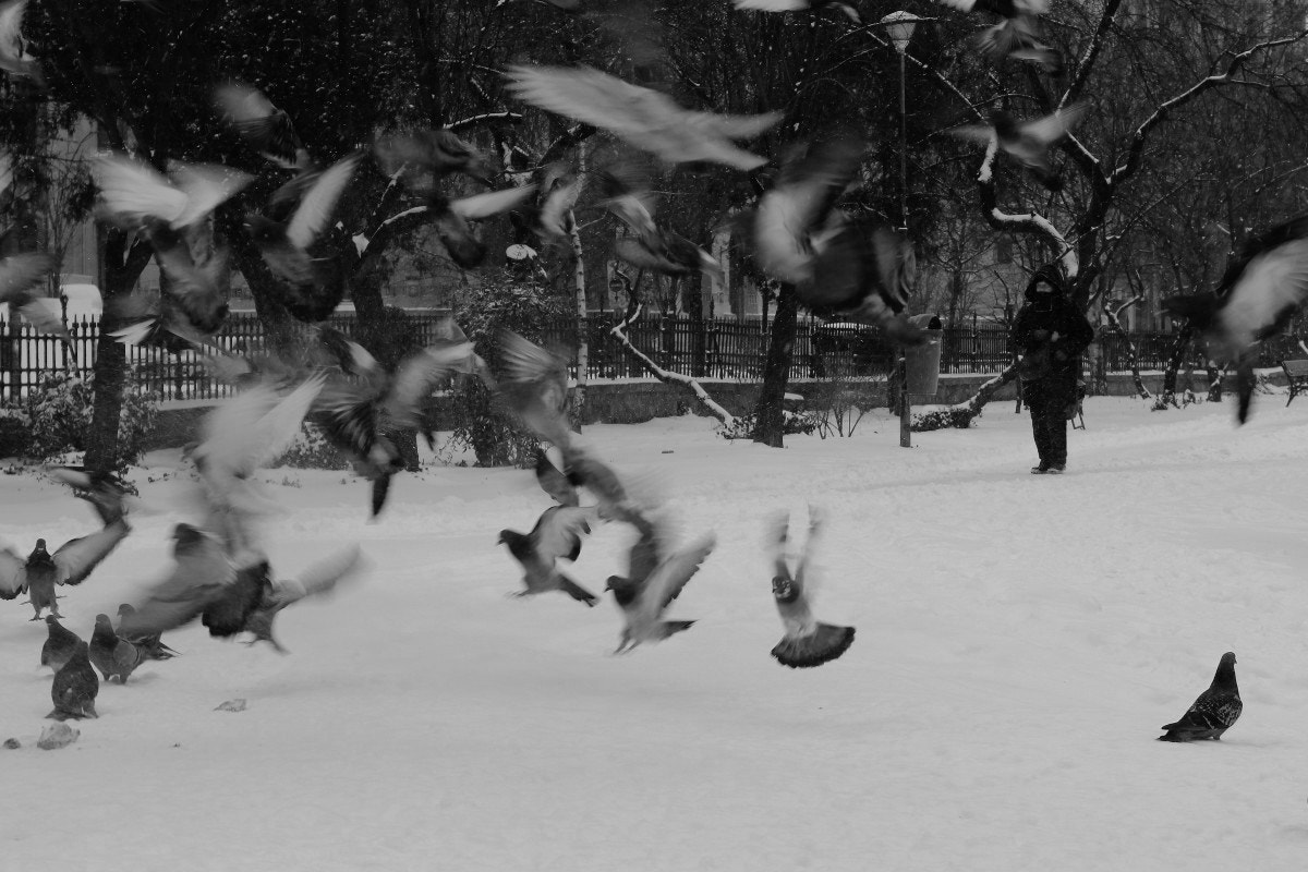Canon EF 24-70mm F4L IS USM sample photo. Wings of winter photography