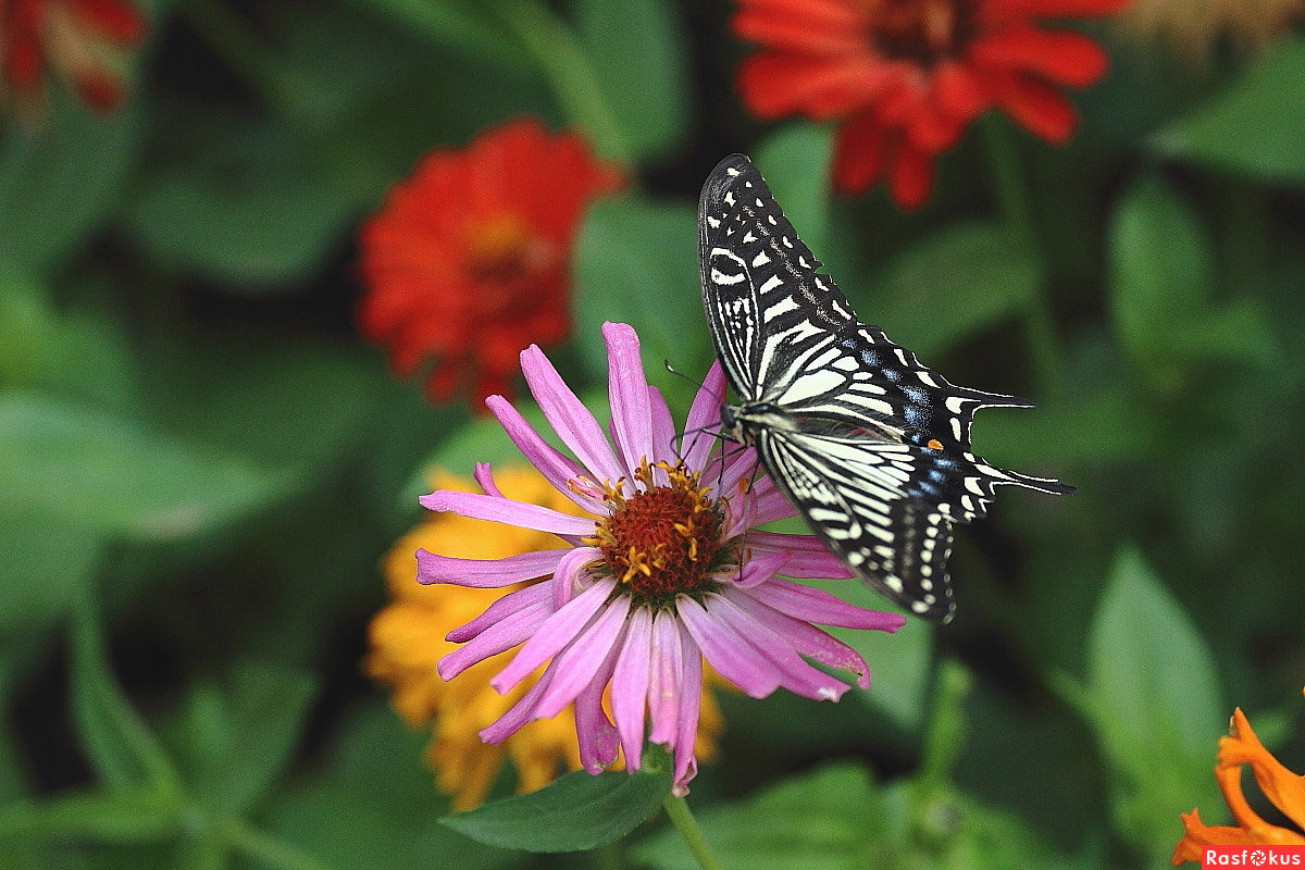 Canon EF 70-300mm F4-5.6L IS USM sample photo. Landing photography