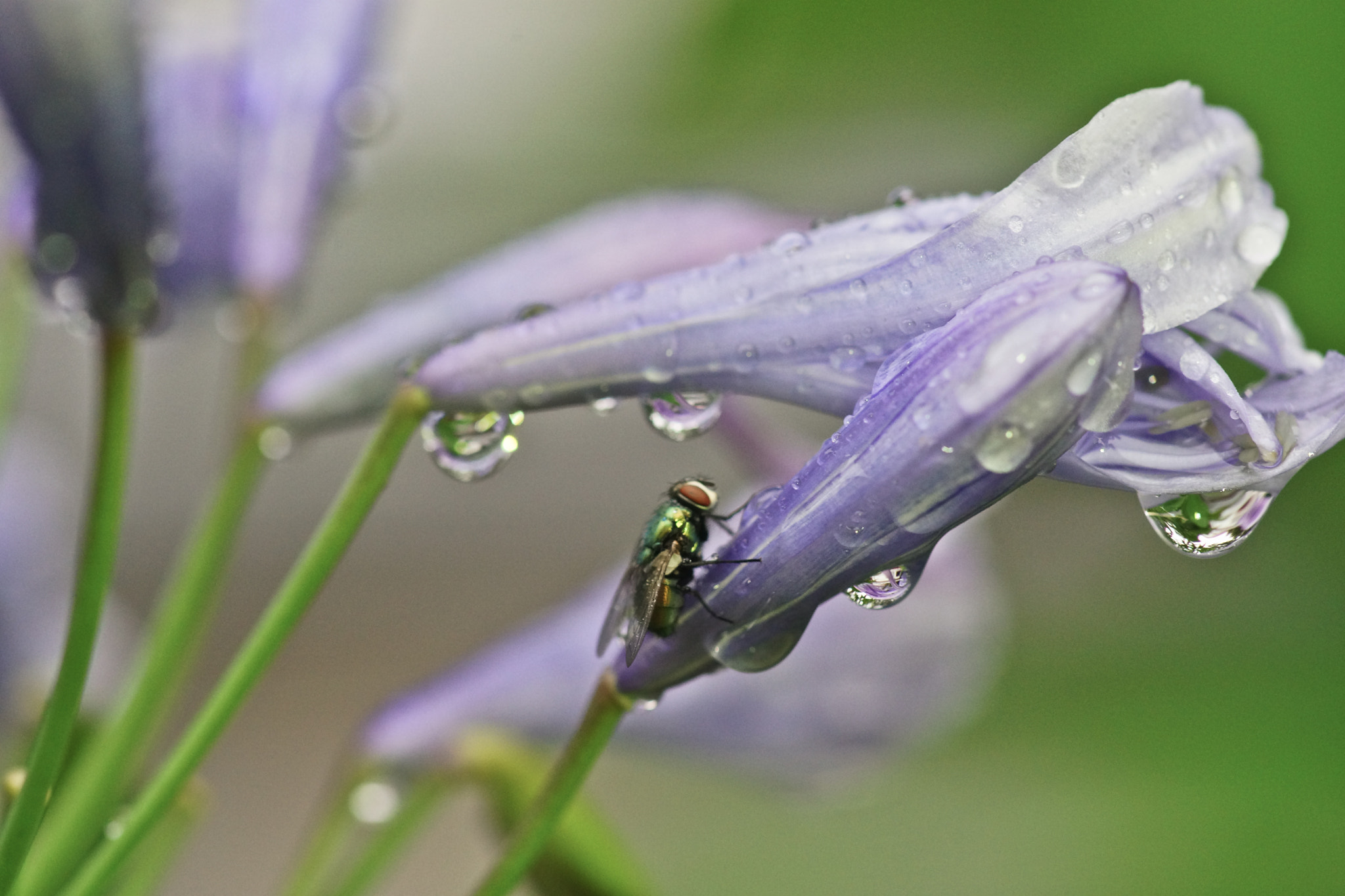 Sony a99 II + Tamron SP AF 90mm F2.8 Di Macro sample photo. Macro mosca photography