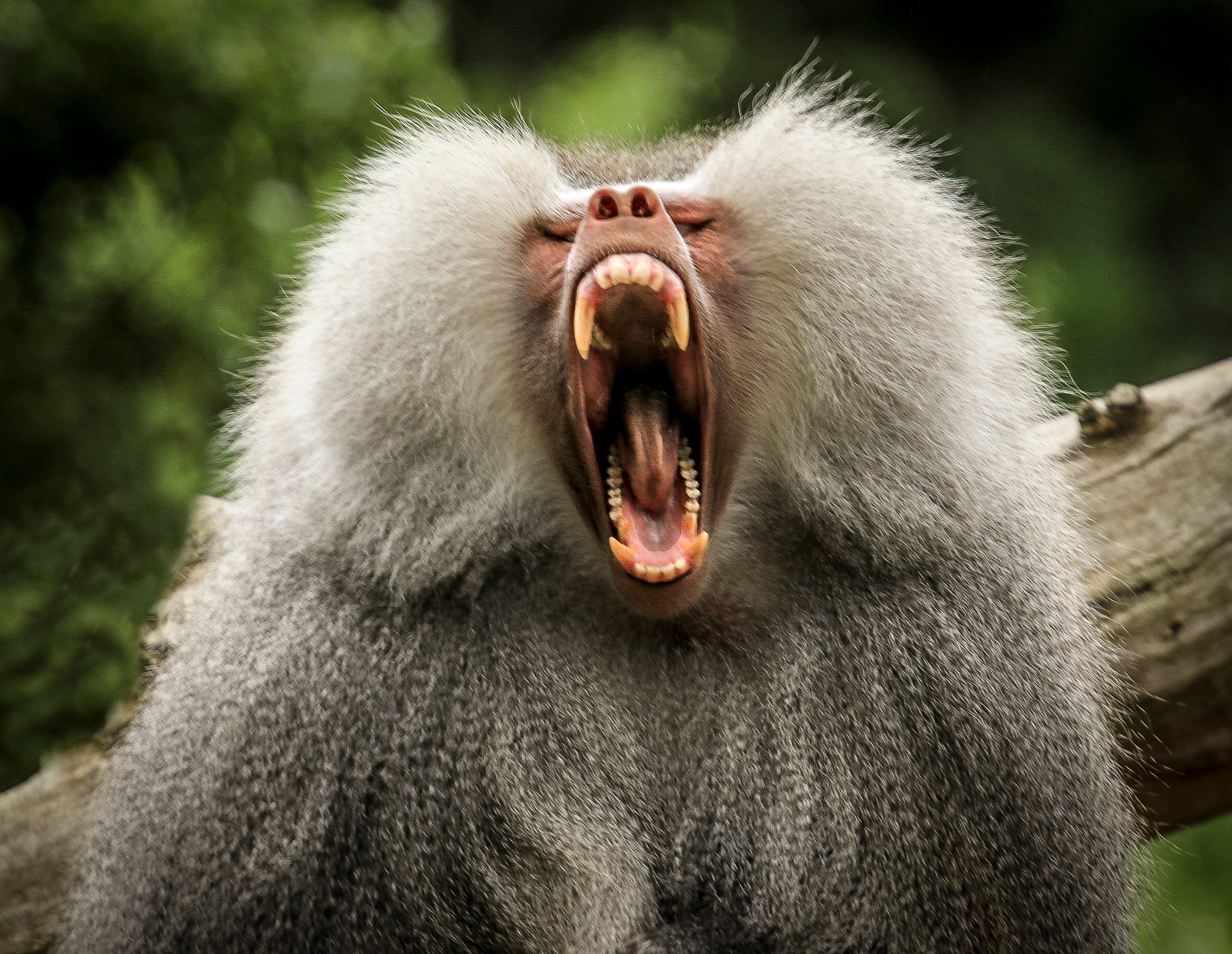 Canon EF 70-200mm F4L USM sample photo. Hamadryas baboon photography