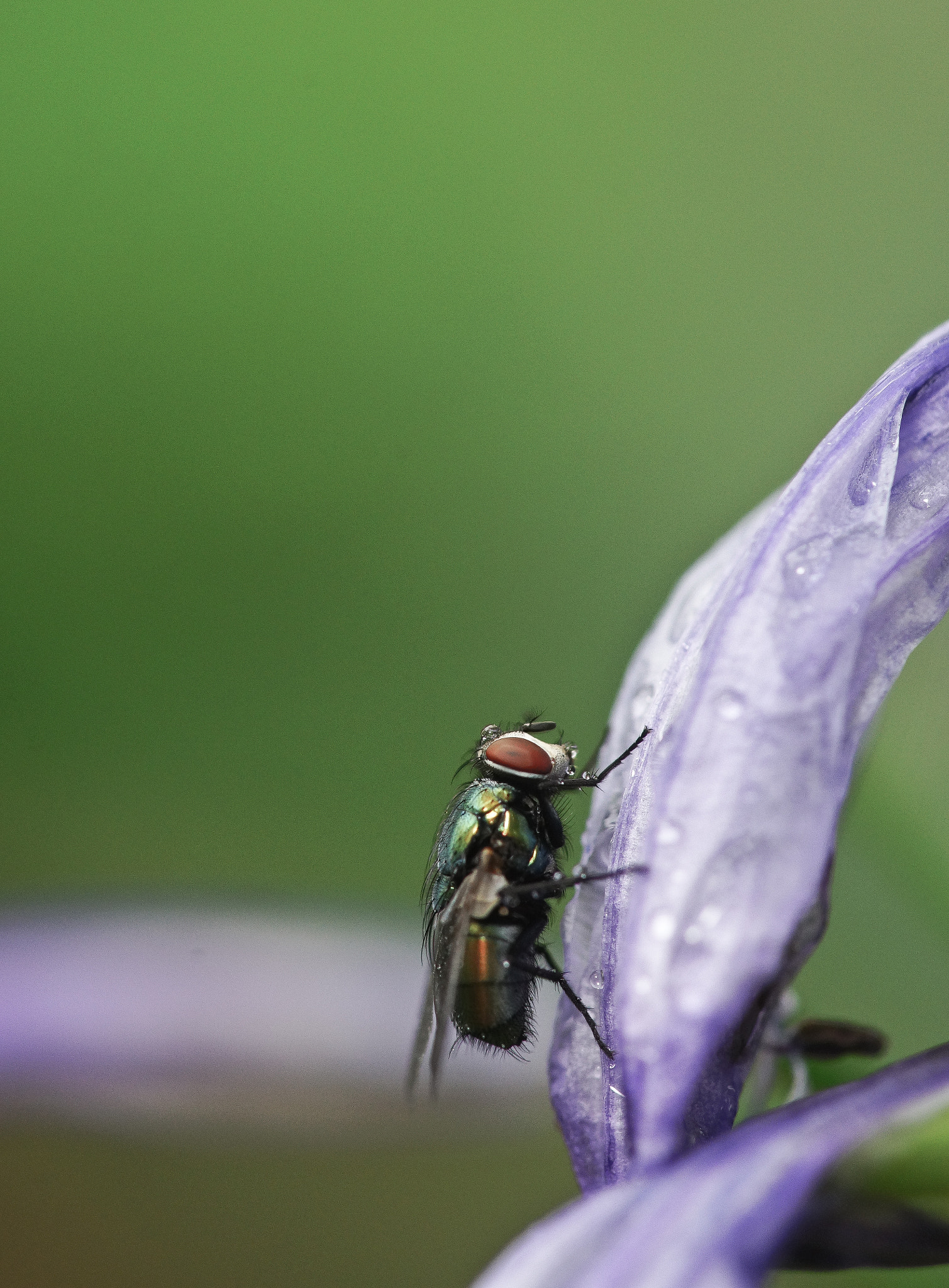 Sony a99 II + Tamron SP AF 90mm F2.8 Di Macro sample photo. Hanging fly photography