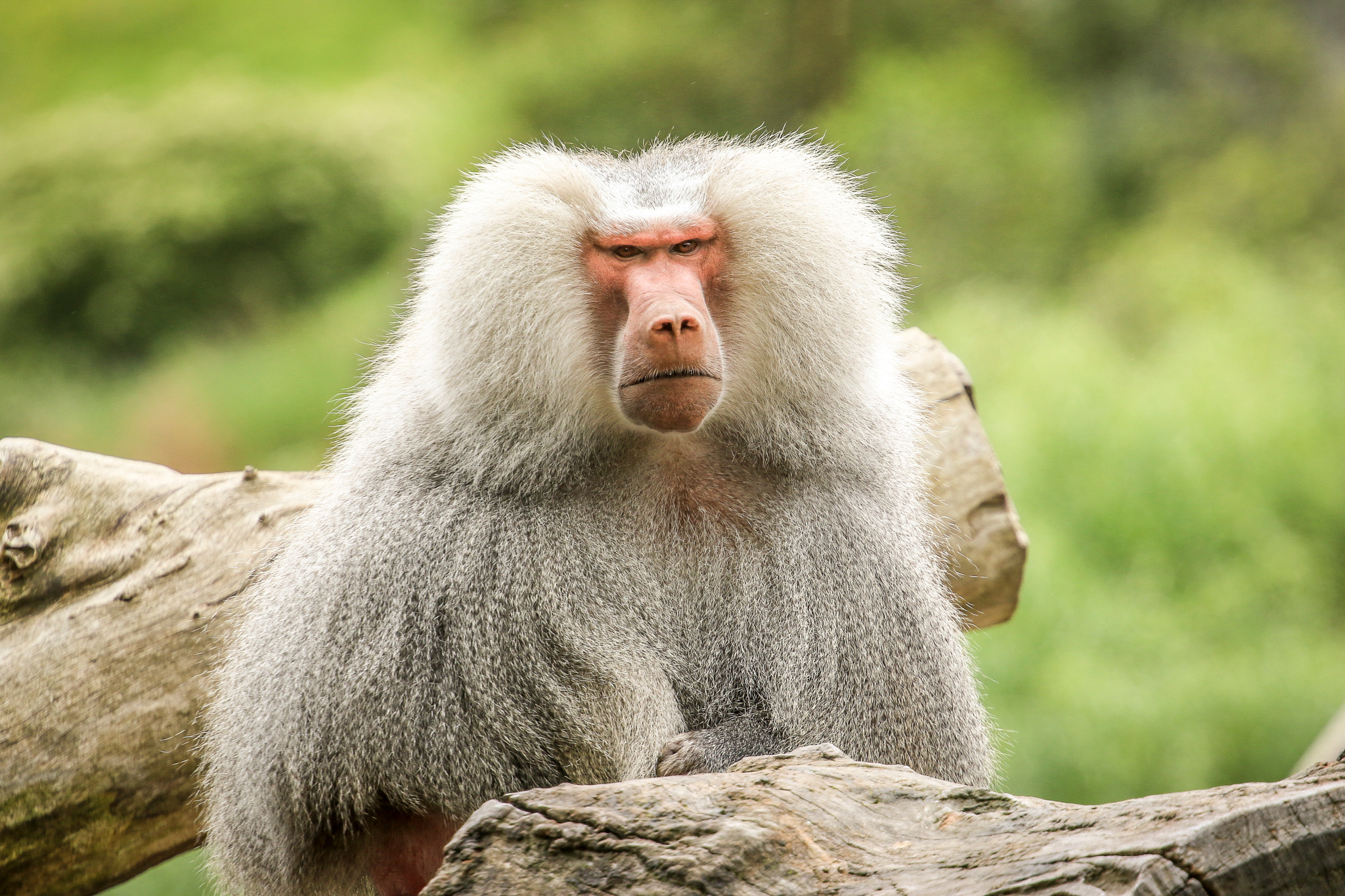 Canon EF 70-200mm F4L USM sample photo. Hamadryas baboon photography