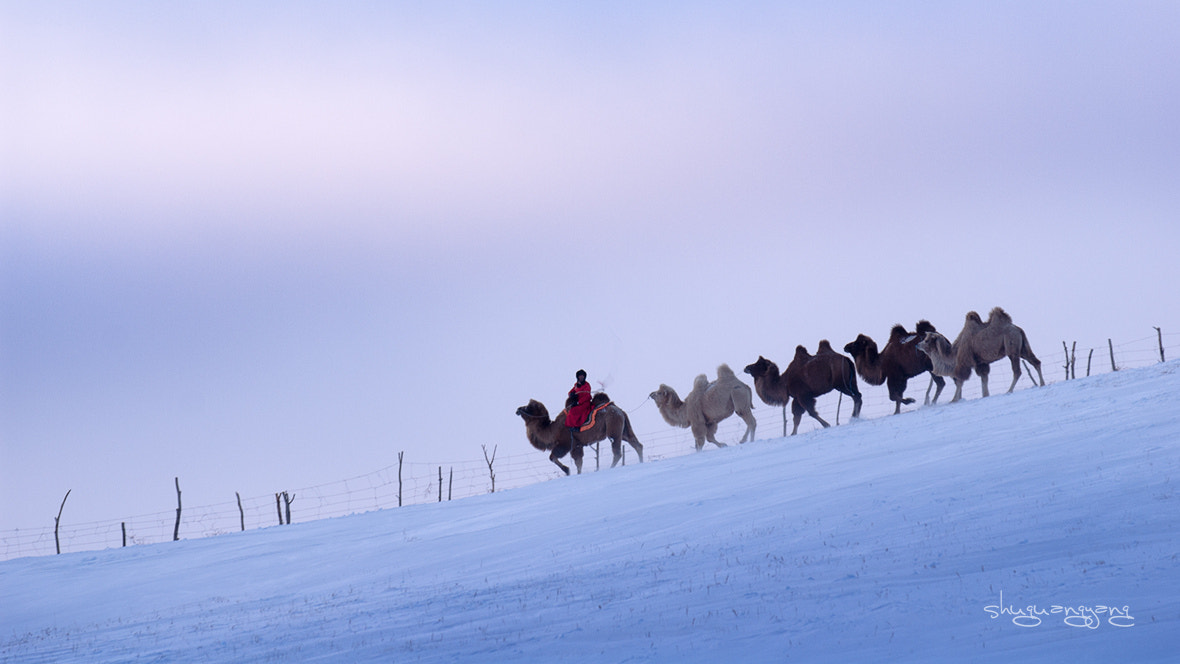 AF-S Zoom-Nikkor 80-200mm f/2.8D IF-ED sample photo.  雪原  photography