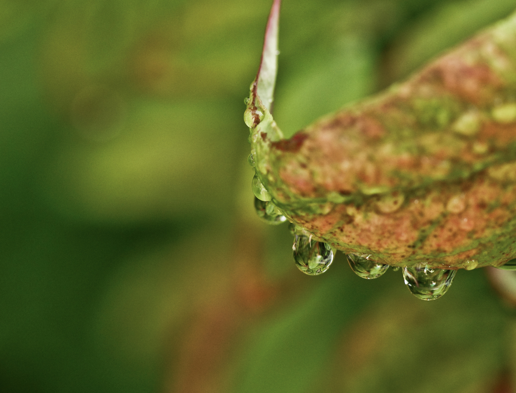 Tamron SP AF 90mm F2.8 Di Macro sample photo. Drop photography