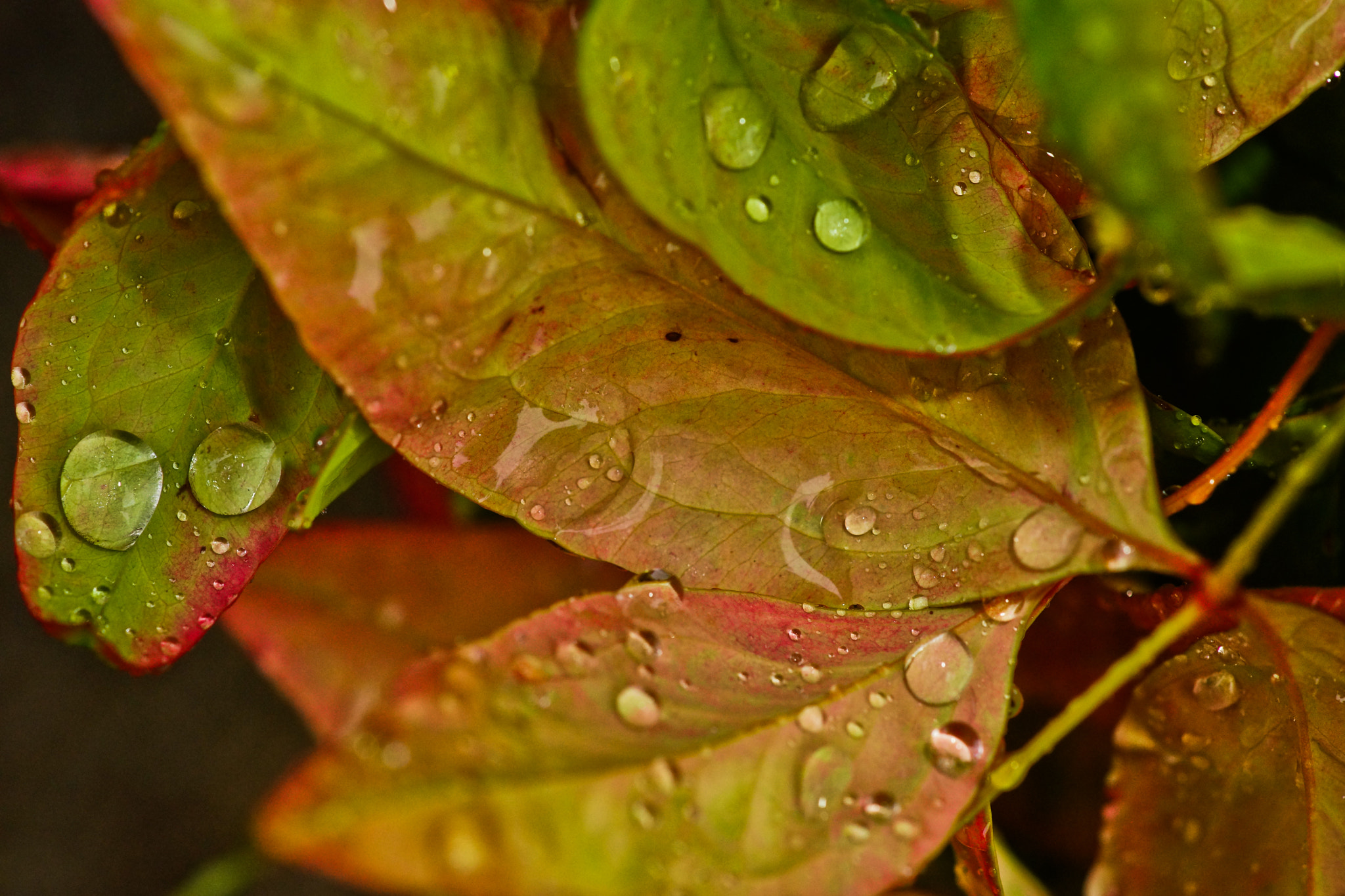 Sony a99 II + Tamron SP AF 90mm F2.8 Di Macro sample photo. Hojas y gotas photography