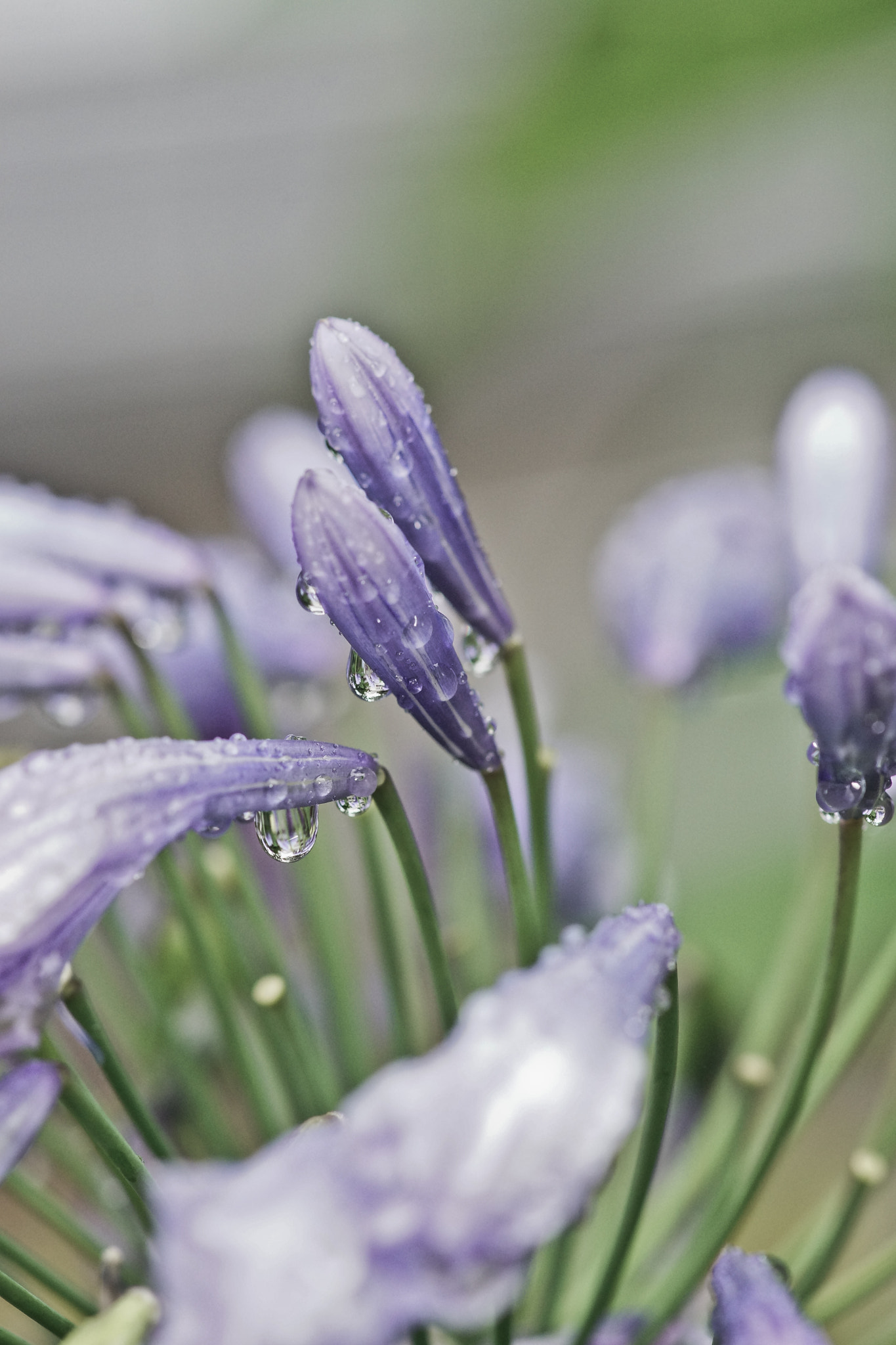 Sony a99 II + Tamron SP AF 90mm F2.8 Di Macro sample photo. Lluvia photography