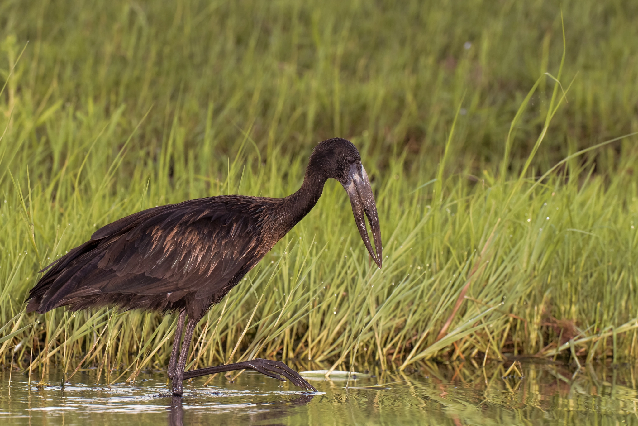 Nikon AF-S Nikkor 500mm F4D ED-IF II sample photo. African open-billed stork photography