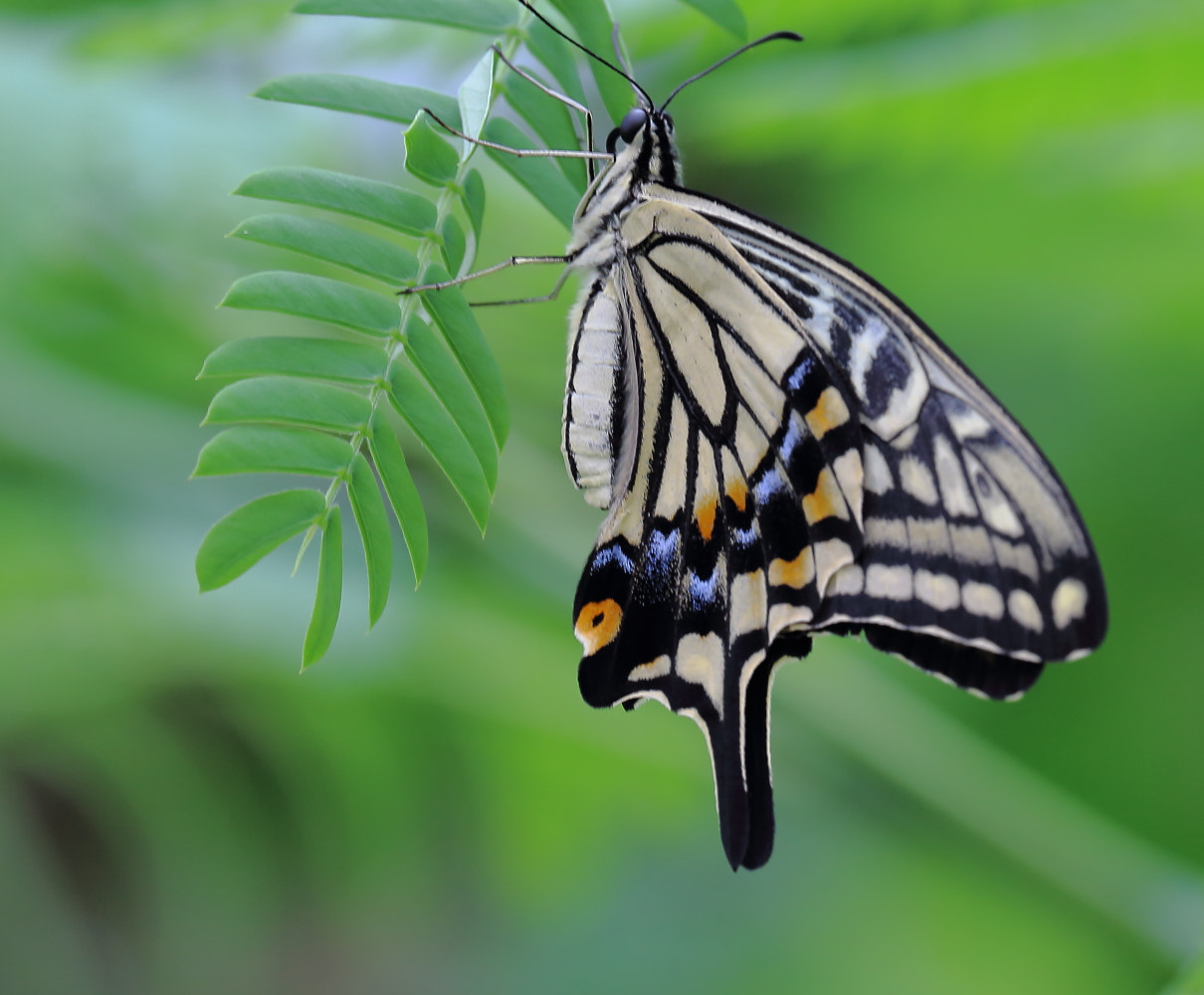 Canon EF 70-300mm F4-5.6L IS USM sample photo. Butterfly photography