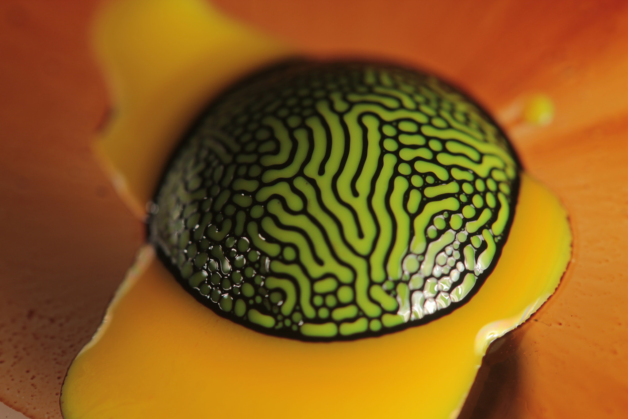 Canon EF-S 60mm F2.8 Macro USM sample photo. Ferrofluid ink explosion photography