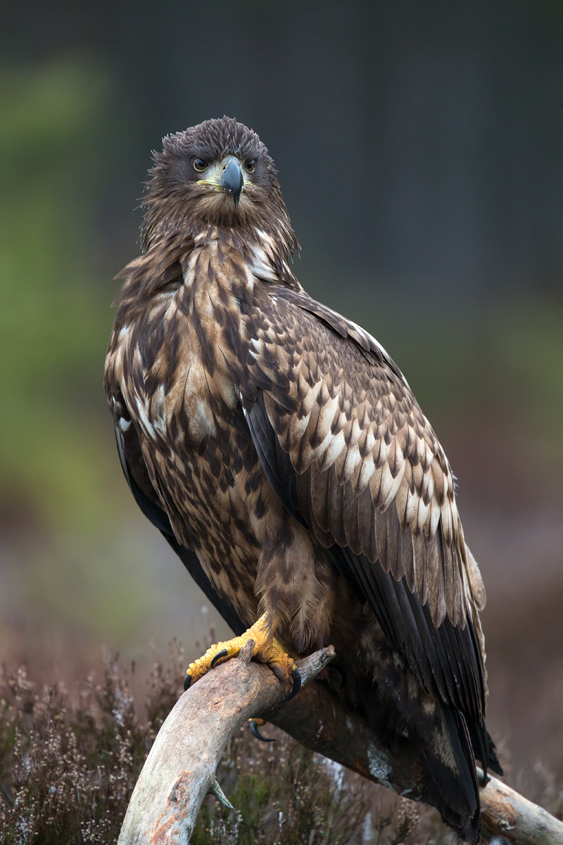 Canon EF 400mm F2.8L IS USM sample photo. White-tailed eagle photography