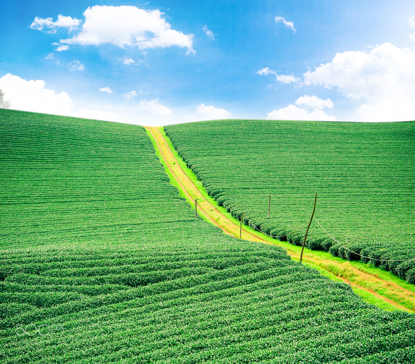 Nikon D2Xs sample photo. Beauty fresh green tea background photography