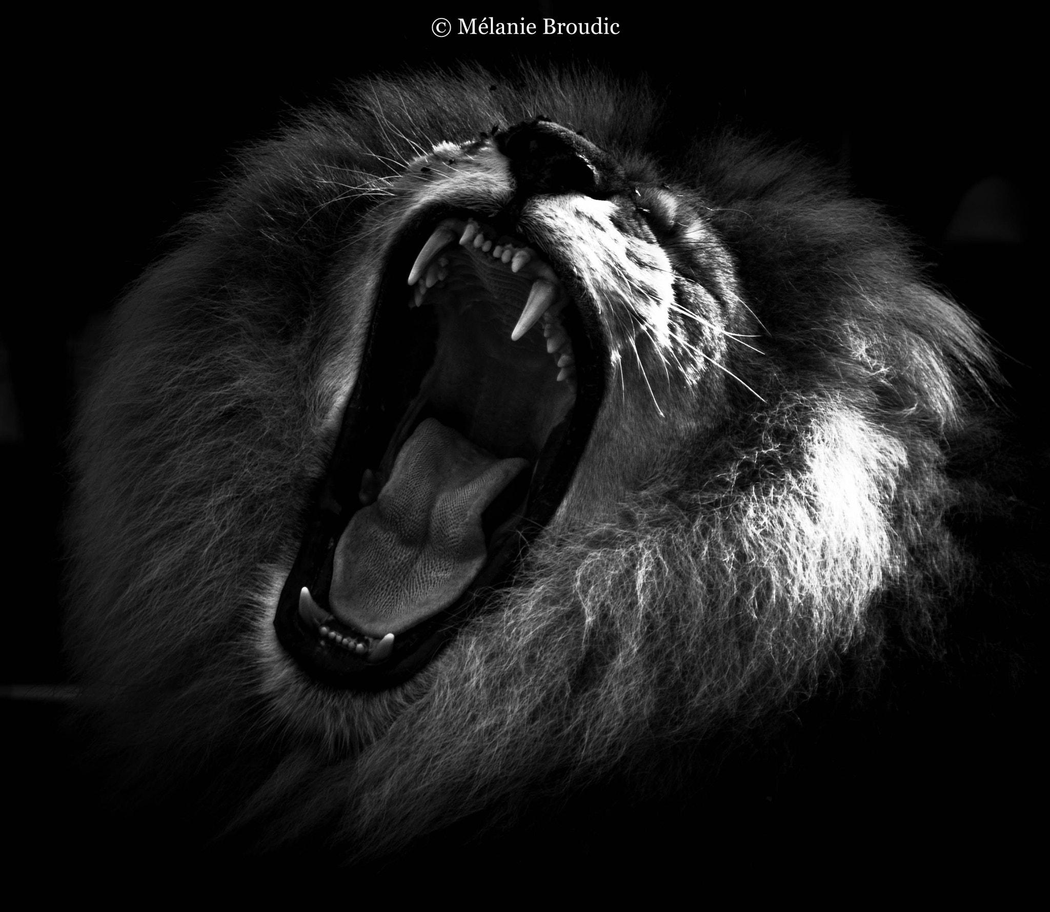 Pentax K-50 + Sigma sample photo. Le bâillement du lion photography