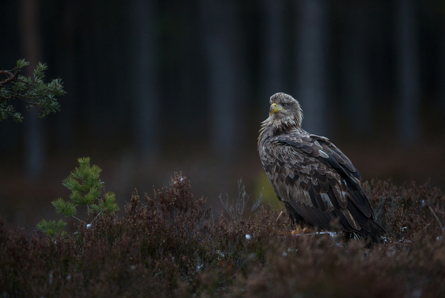 Canon EOS-1D X + Canon EF 400mm F2.8L IS USM sample photo. White-tailed eagle photography